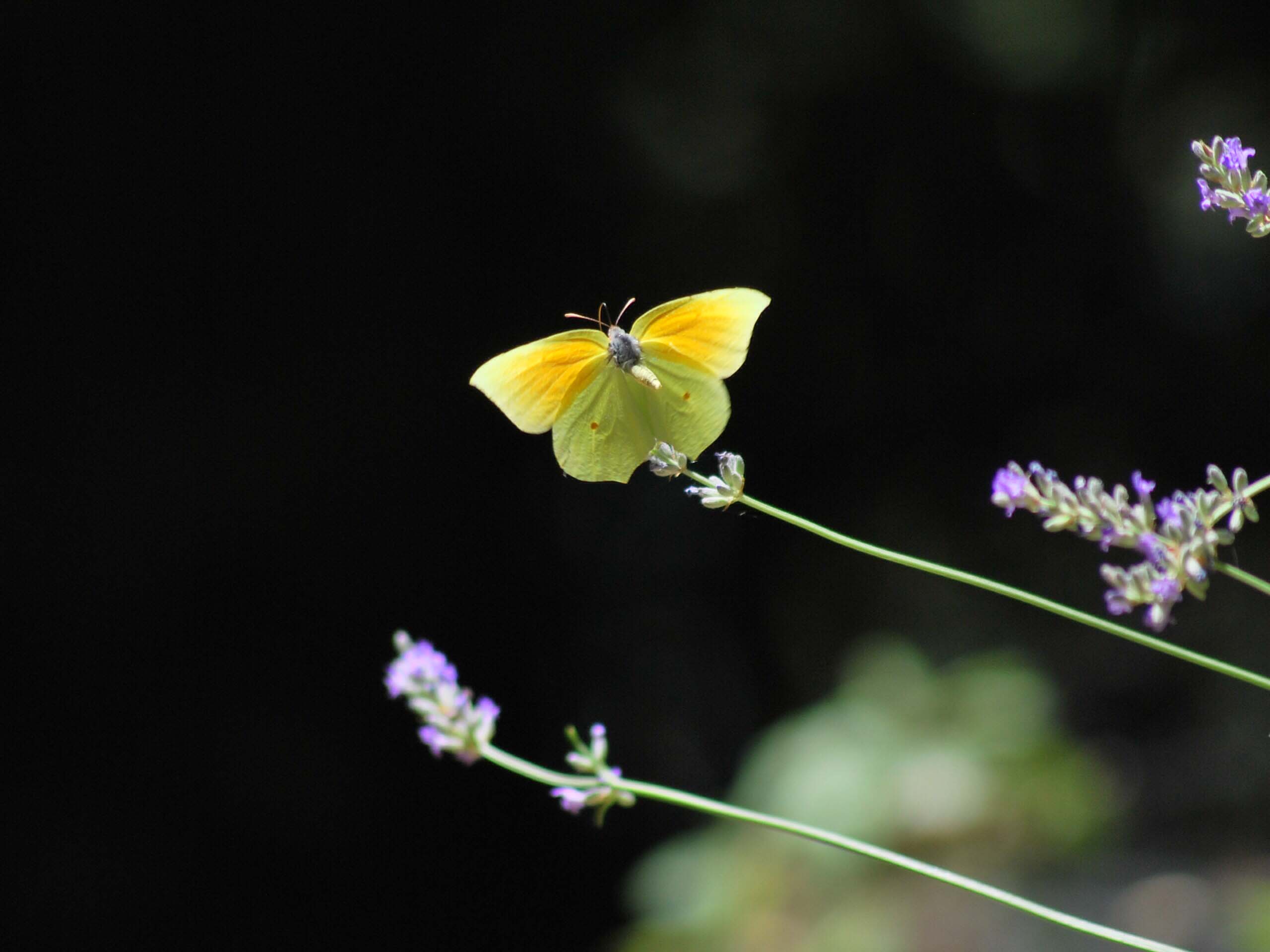 Gonepteryx cleopatra in volo