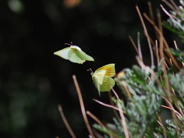 Gonepteryx cleopatra (volo corteggiamento)
