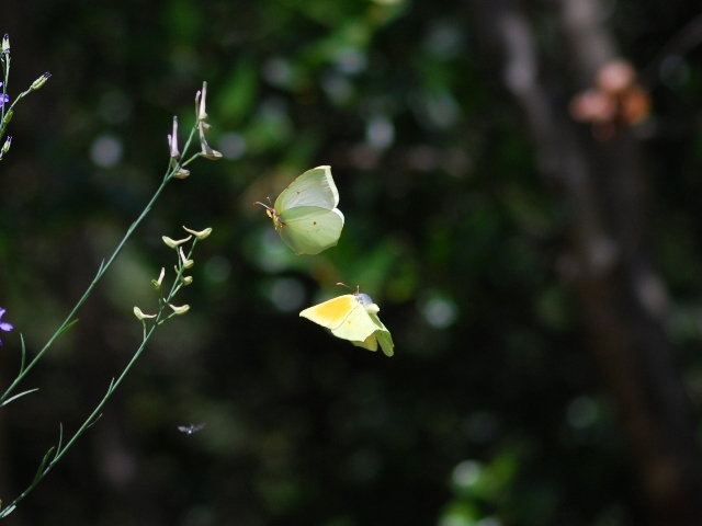 Gonepteryx cleopatra (volo corteggiamento)