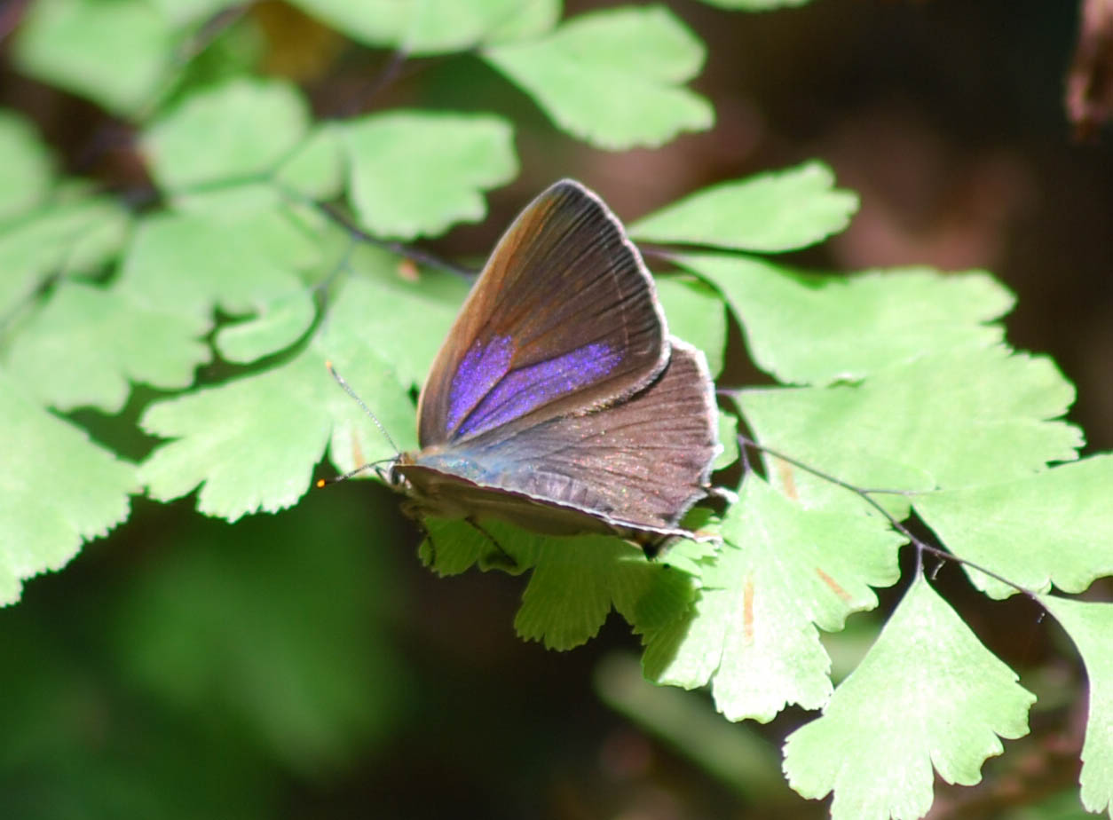 Neozephirus quercus = Thecla quercus