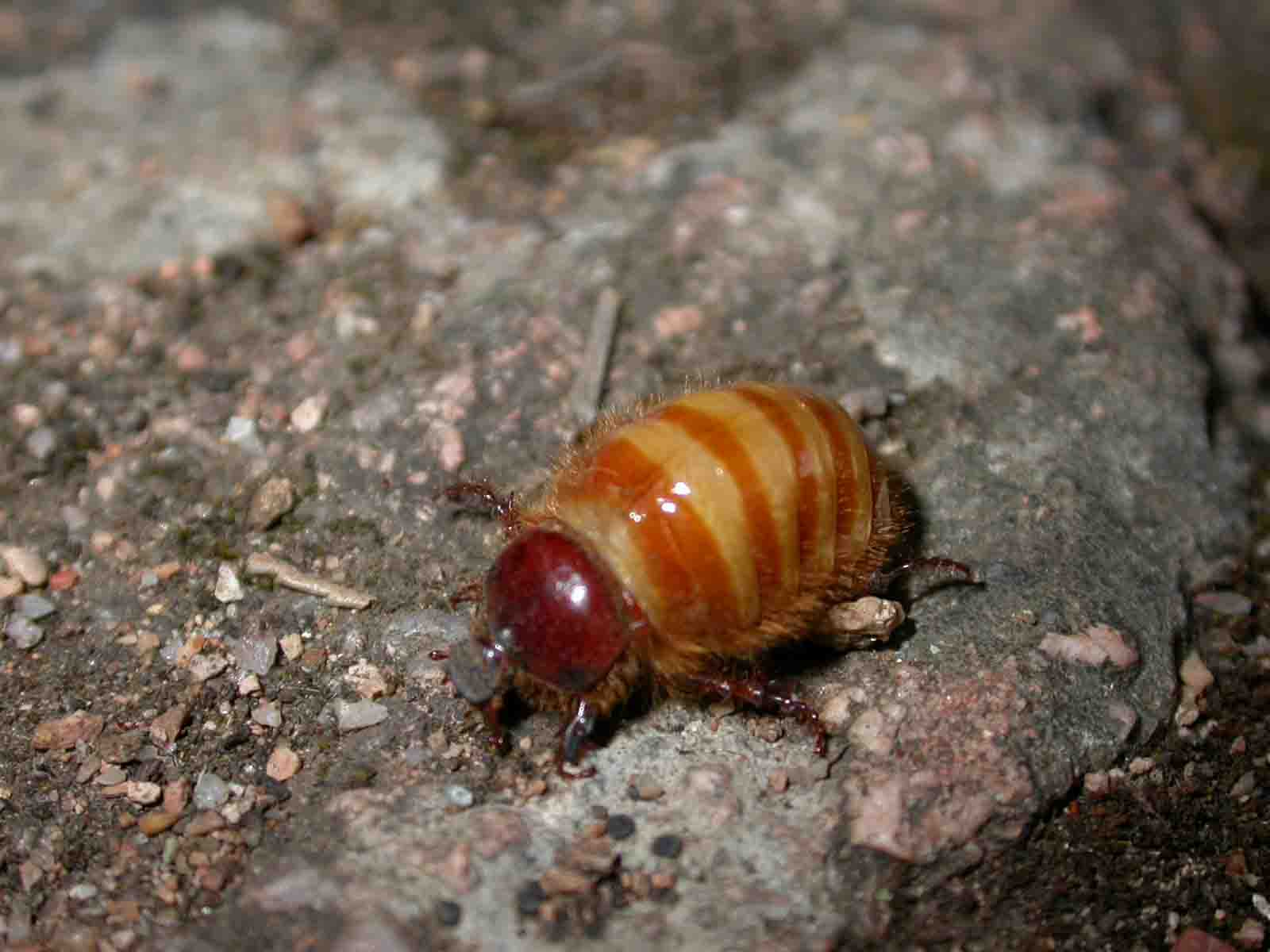 Pachipus candidae