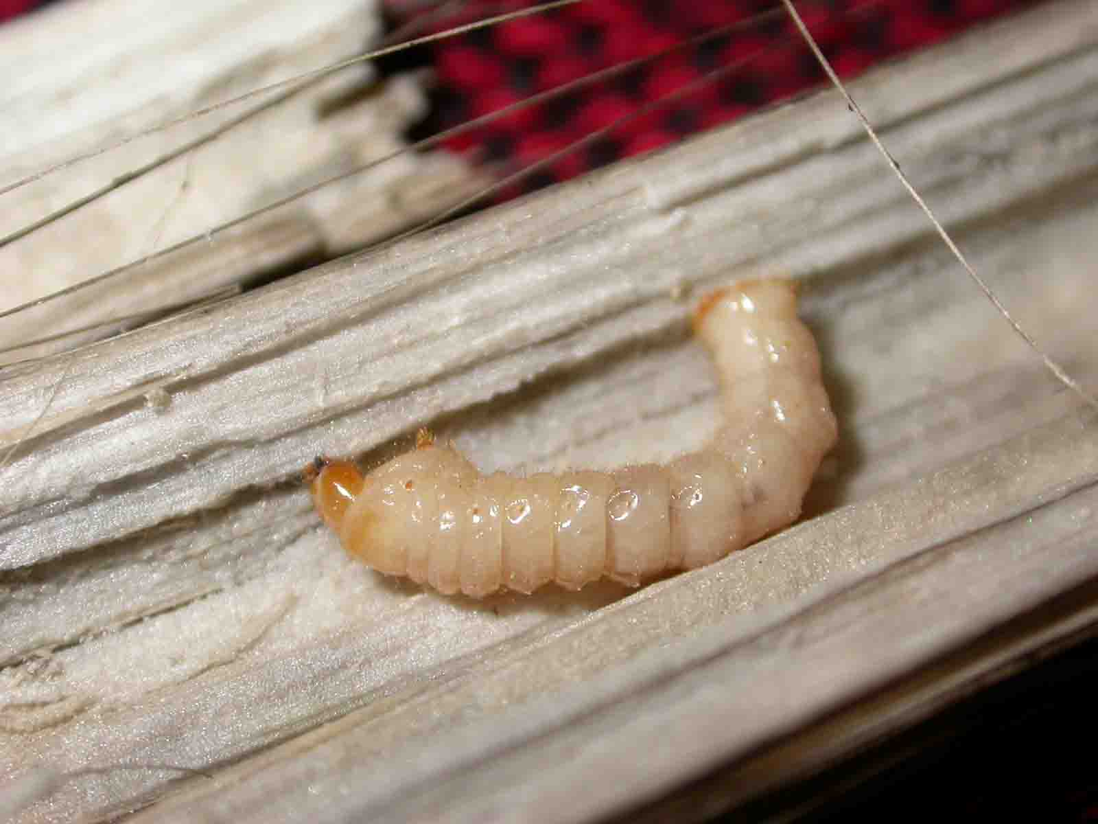 Che larva ?