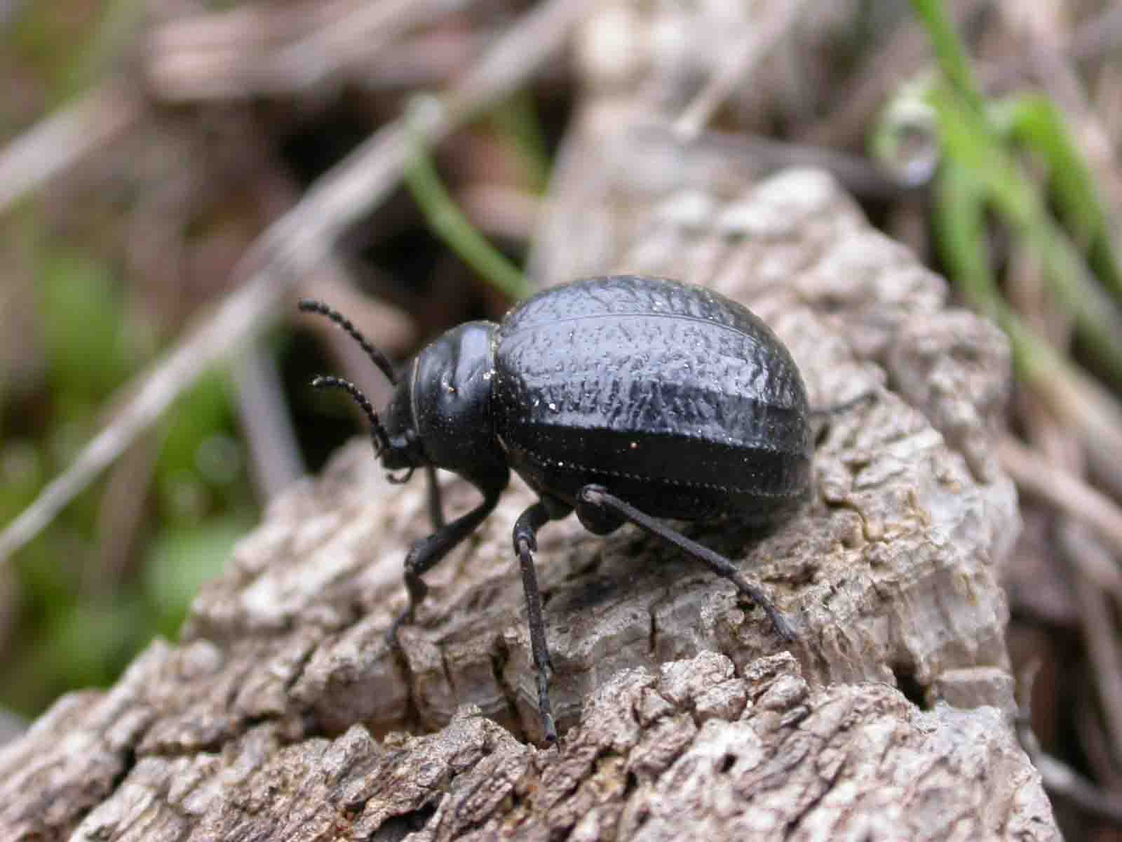 Pimelia goryi