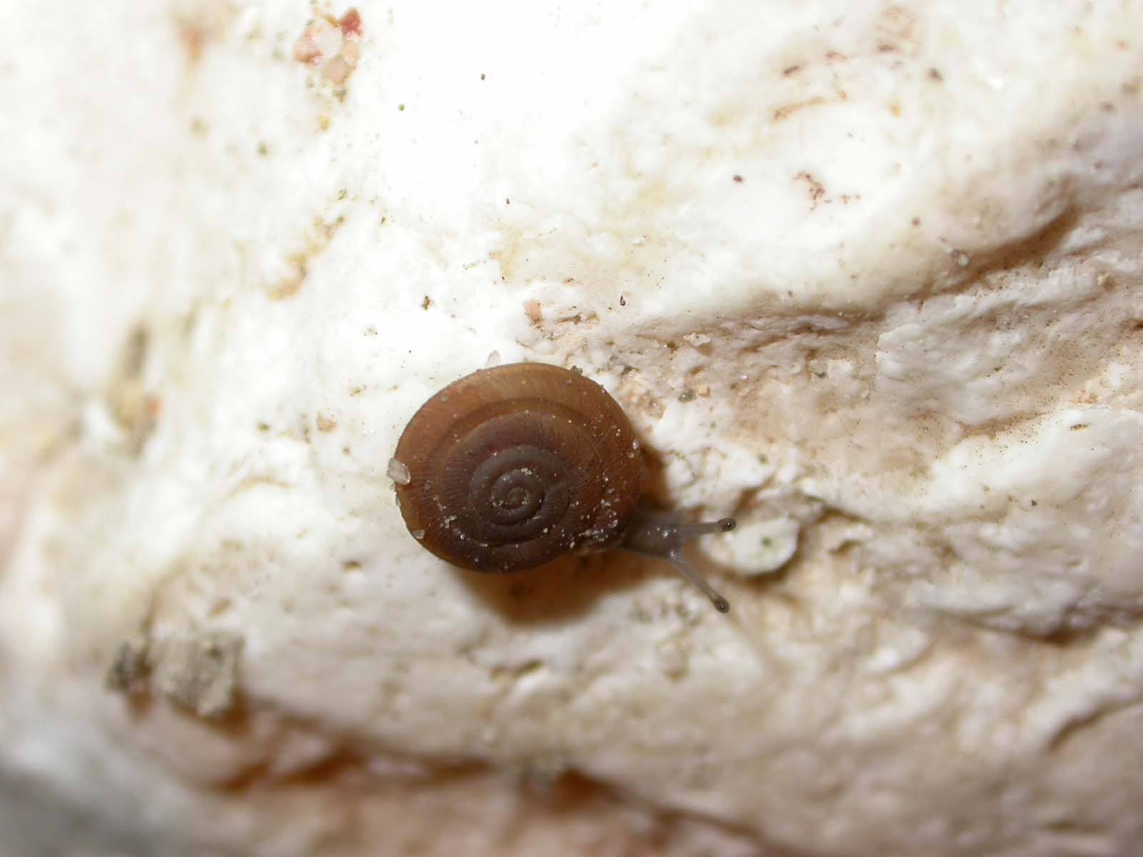 Cosa sar [Caracollina lenticula]