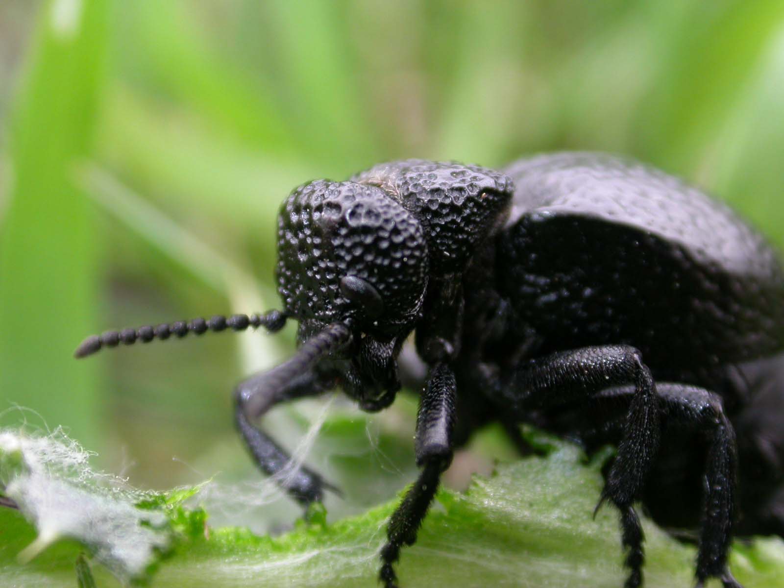 Un macro a Meloe sp. (M. tuccius)