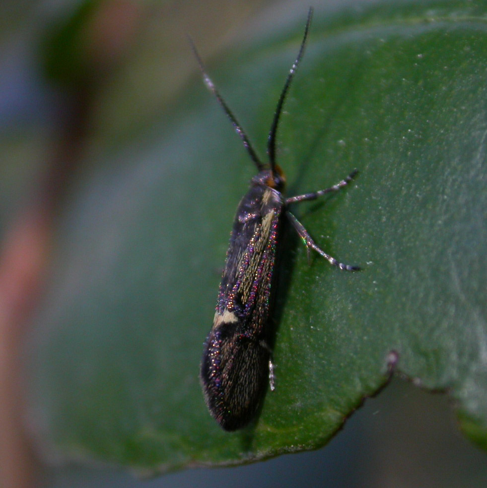 Epimartyria (auricrinella?). Nuova nata!