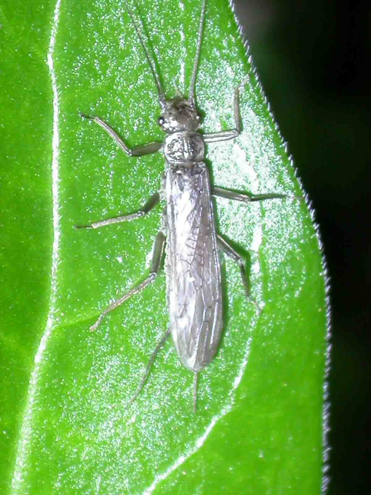 Capniidae dalla Sardegna