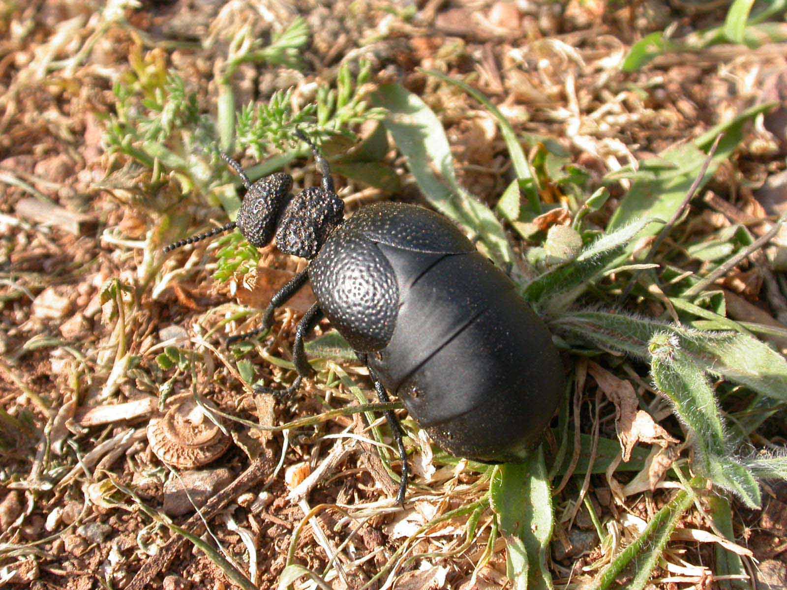 Un macro a Meloe sp. (M. tuccius)