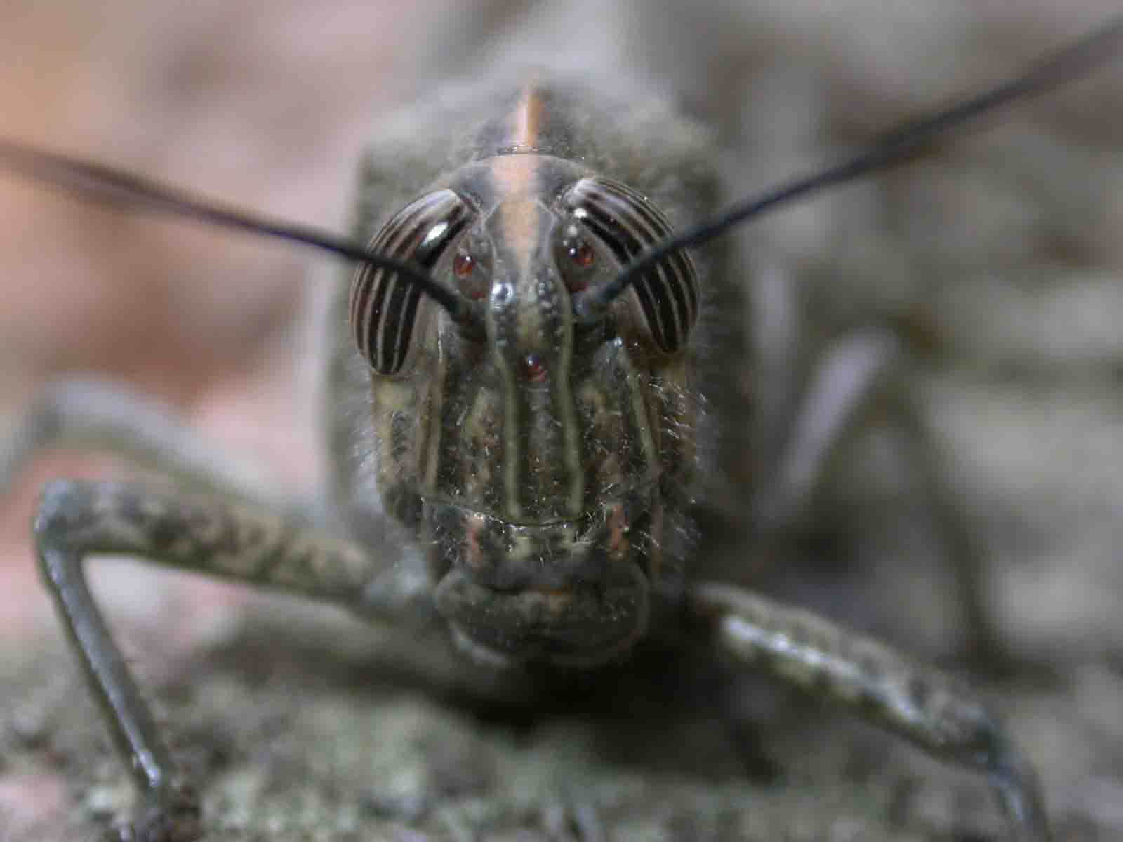 Anacridium aegyptium
