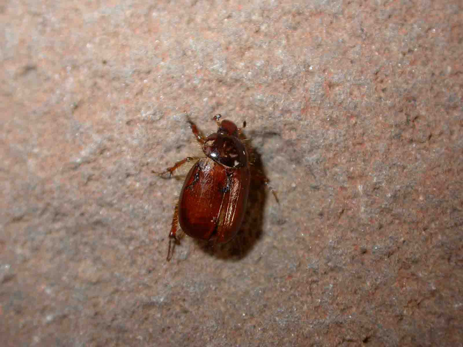 Elaphocera erichsoni femmina
