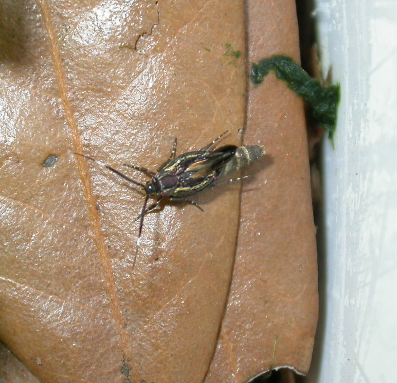 Epimartyria (auricrinella?). Nuova nata!
