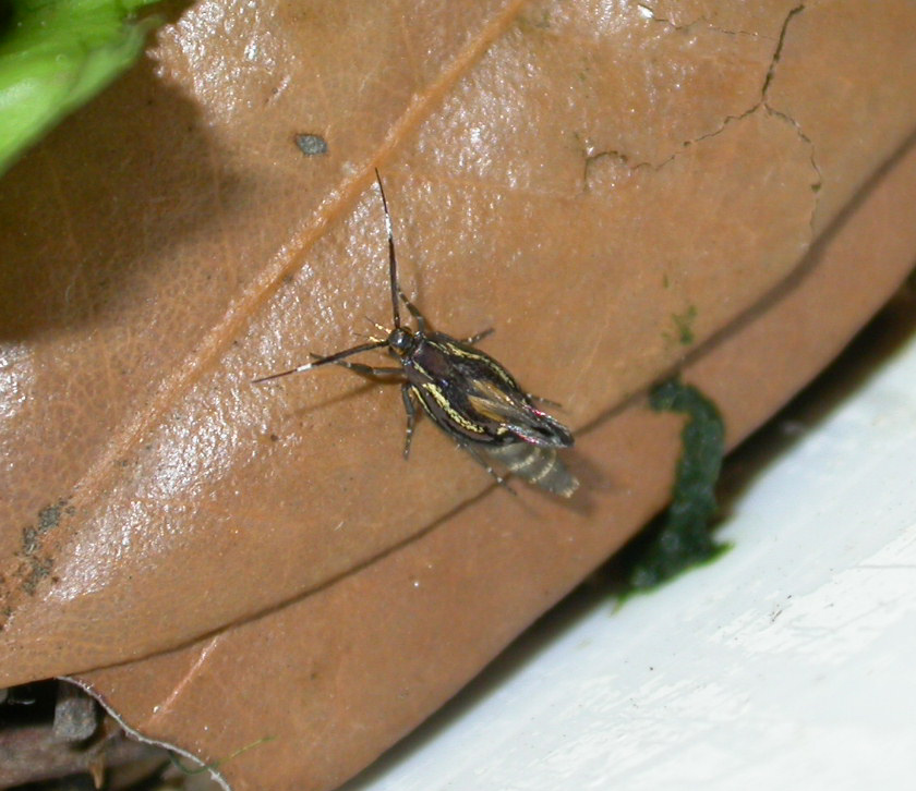 Epimartyria (auricrinella?). Nuova nata!
