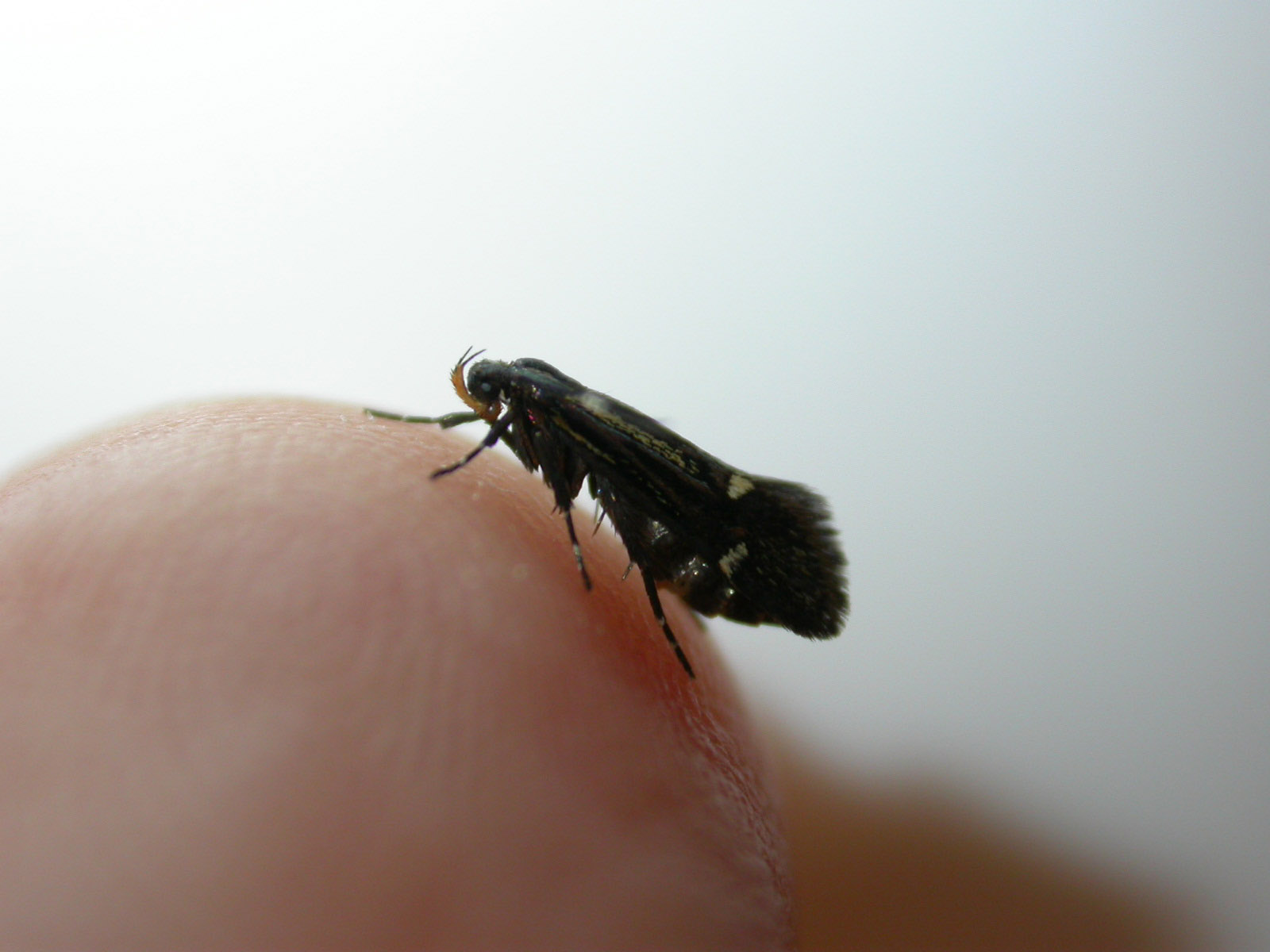 Epimartyria (auricrinella?). Nuova nata!