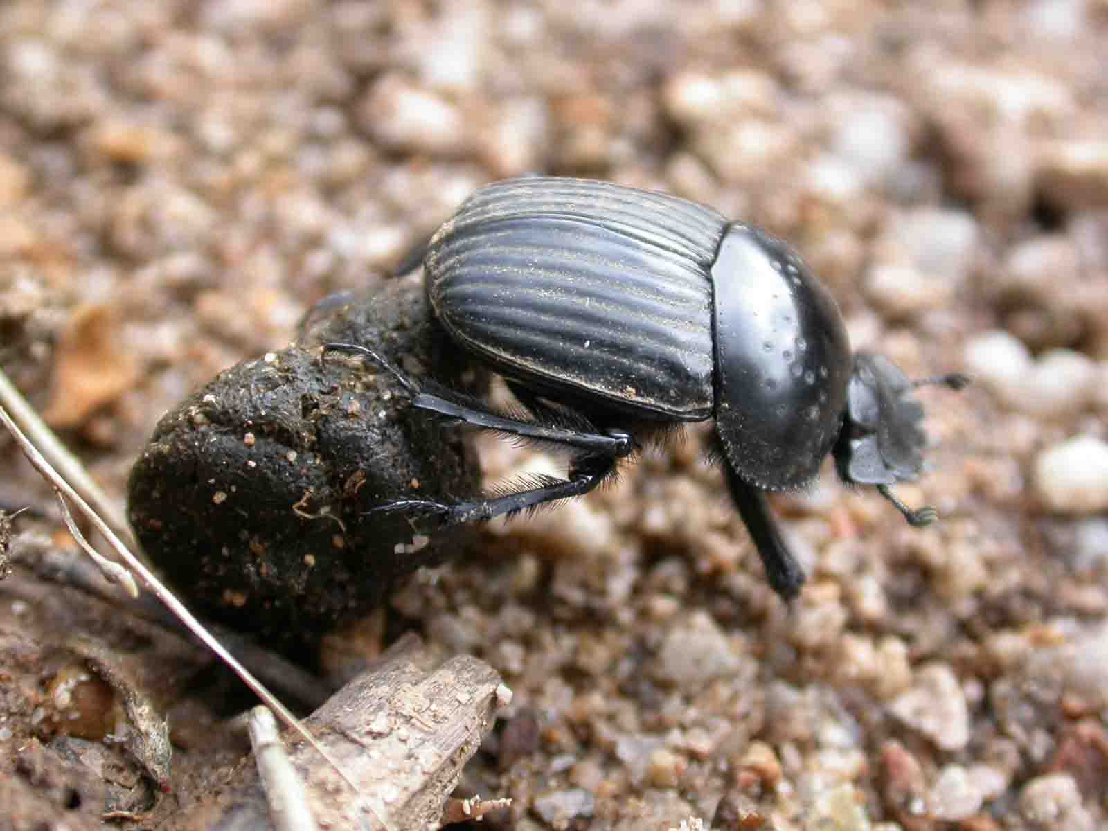 Scarabaeus laticollis