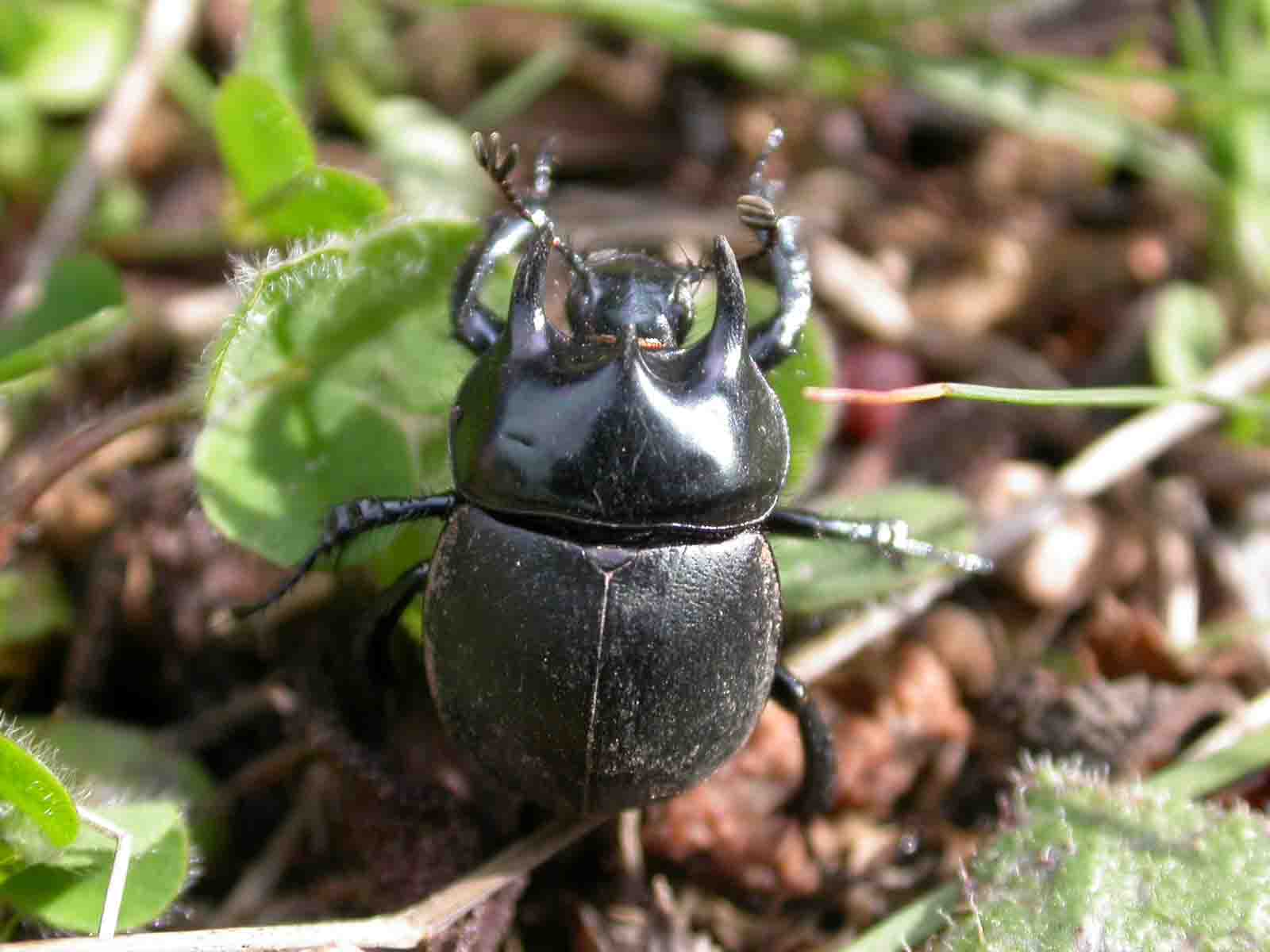 di nuovo Typhaeus hiostius; no, Chelotrupes matutinalis, Geotrupidae