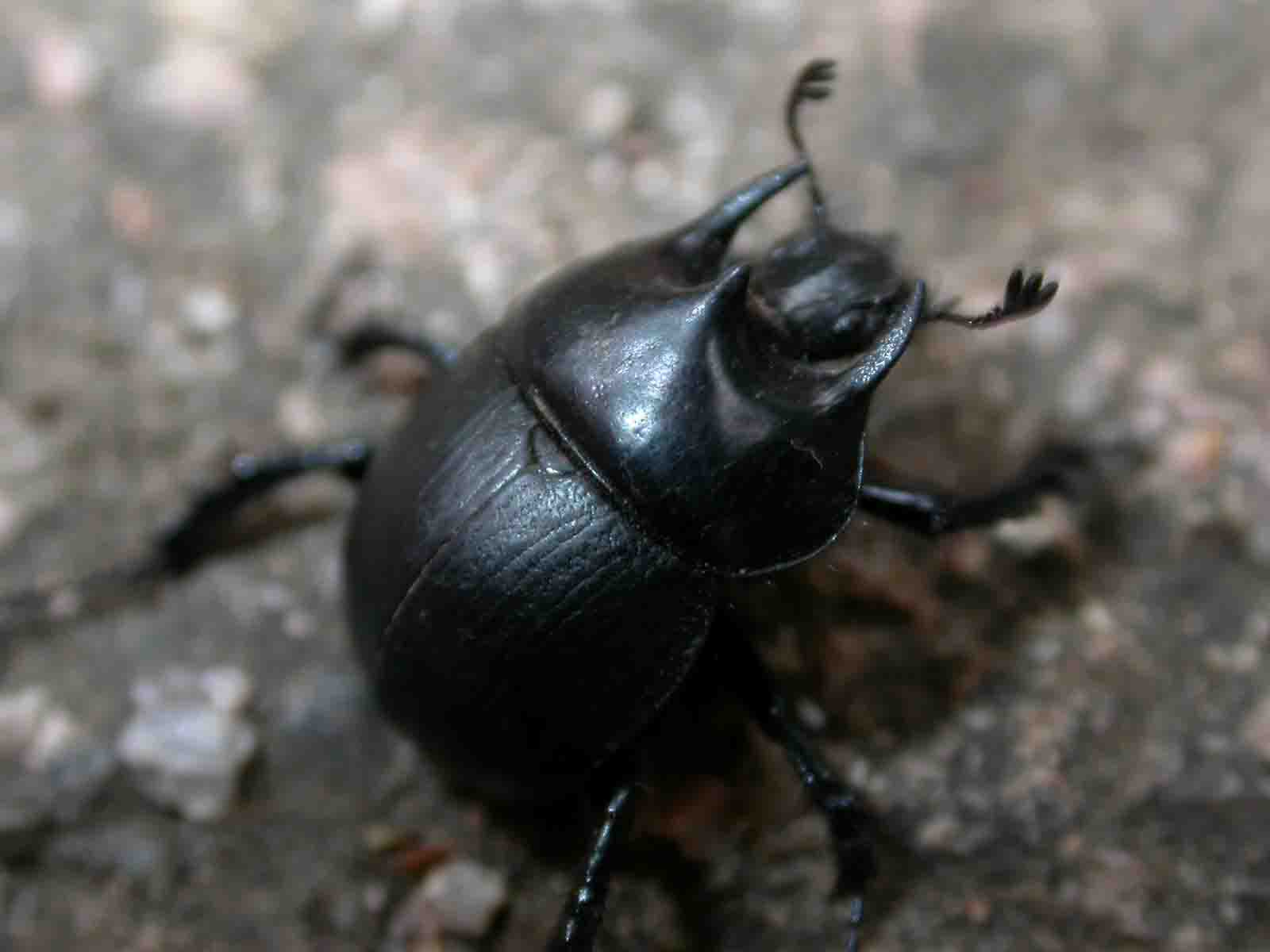 Chelotrupes matutinalis  (ex ssp. o var. di Typhaeus hiostius)