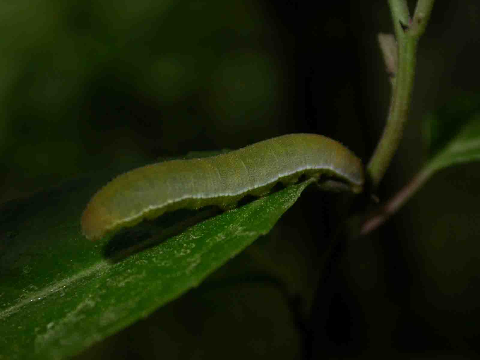 Larva Gonepteryx cleopatra