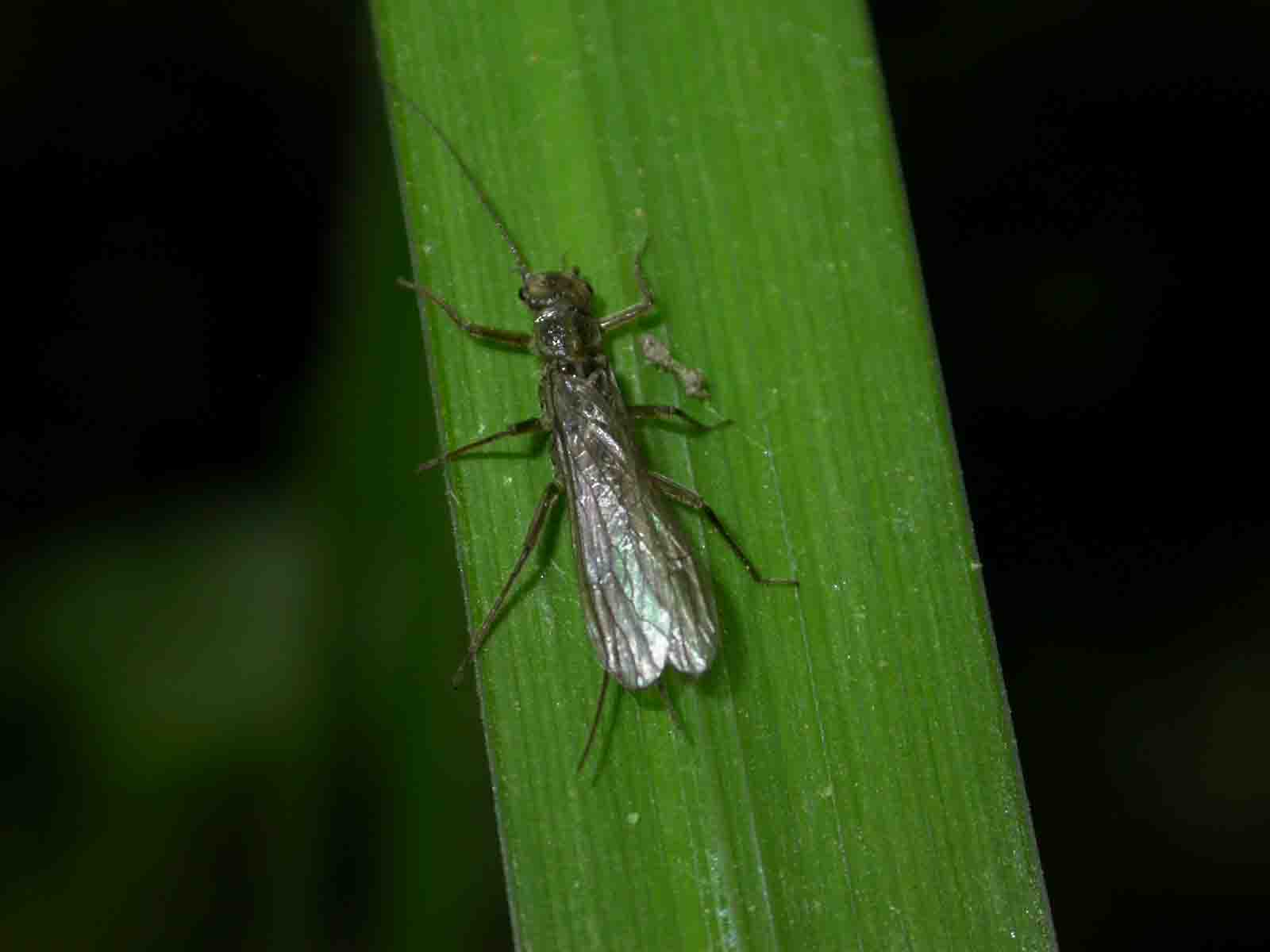 Capniidae dalla Sardegna