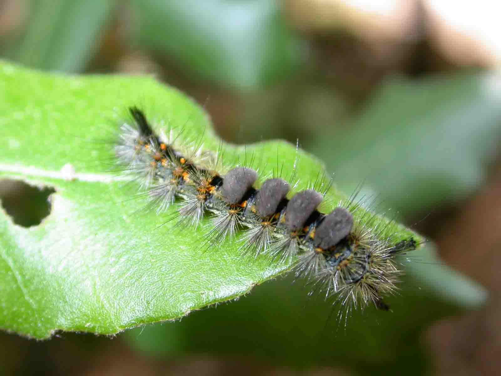 Teia rupestris larva