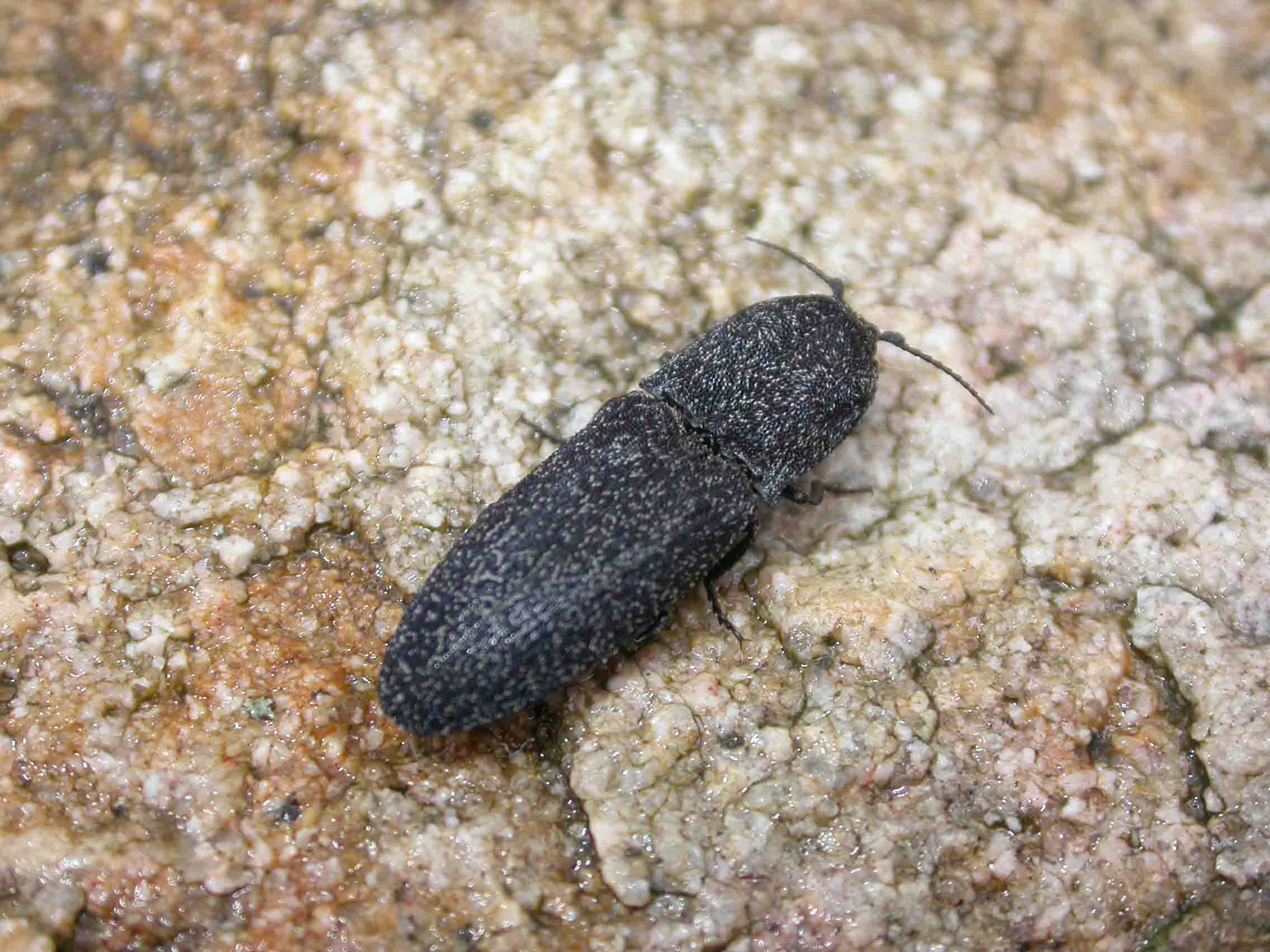 Lacon punctatus