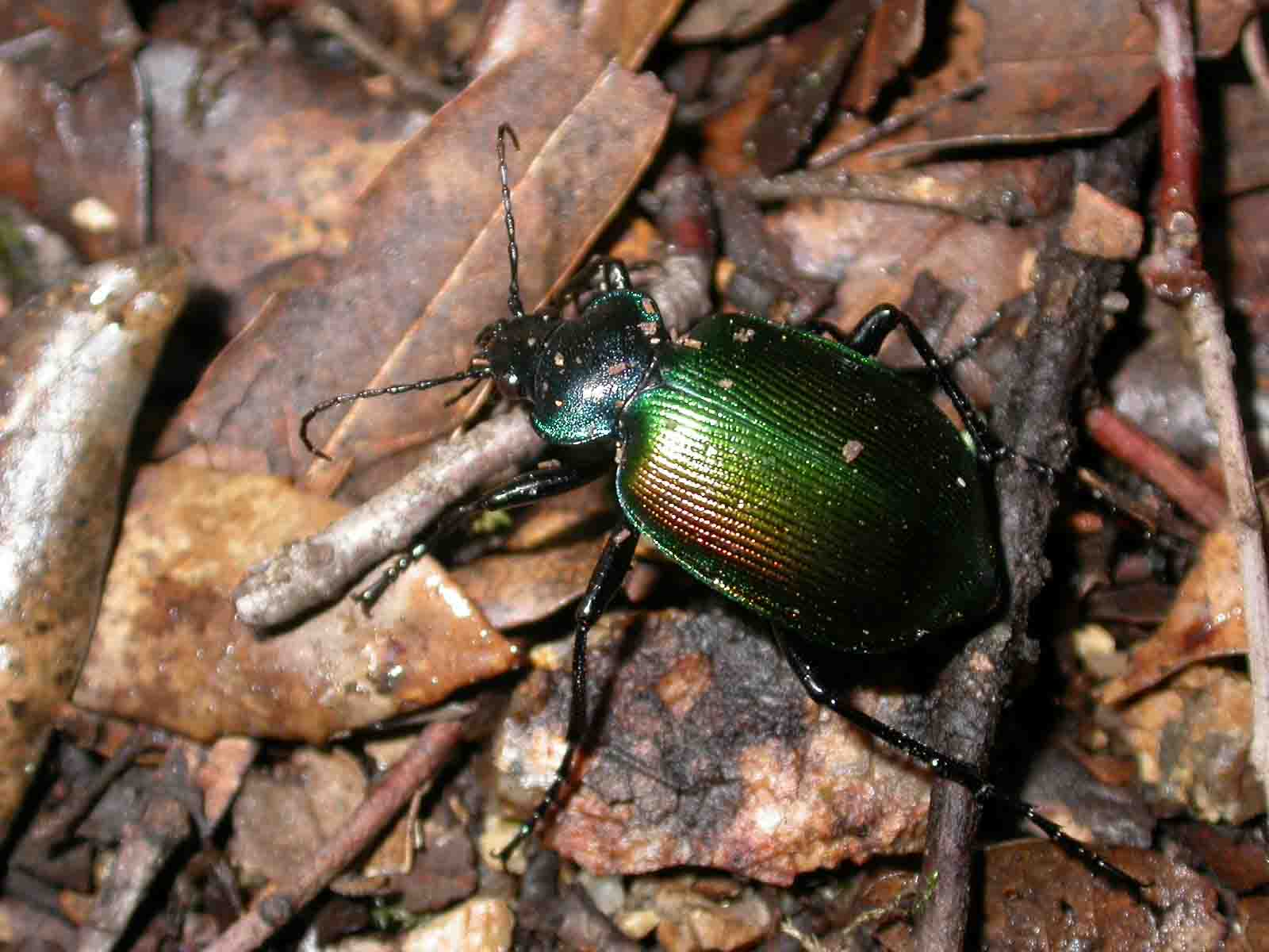 Calosoma sycophanta