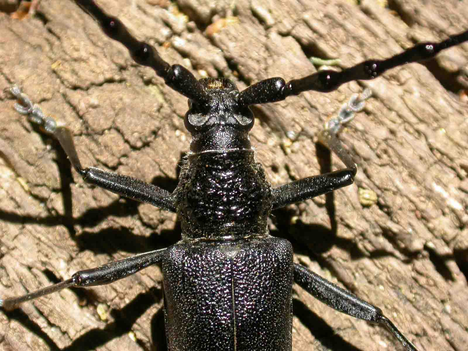 Un macro su Cerambyx cerdo