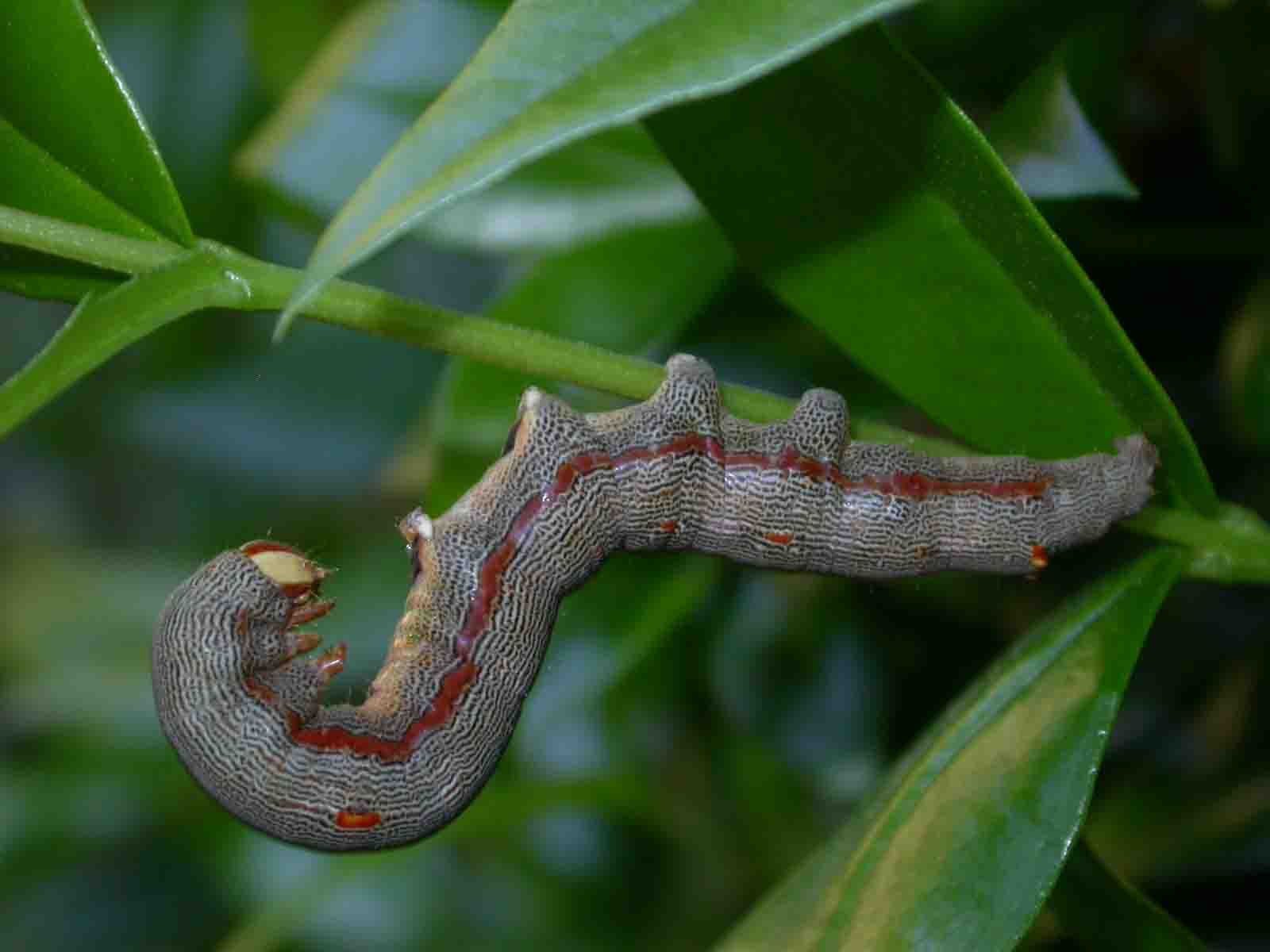 Larva di Minucia lunaris