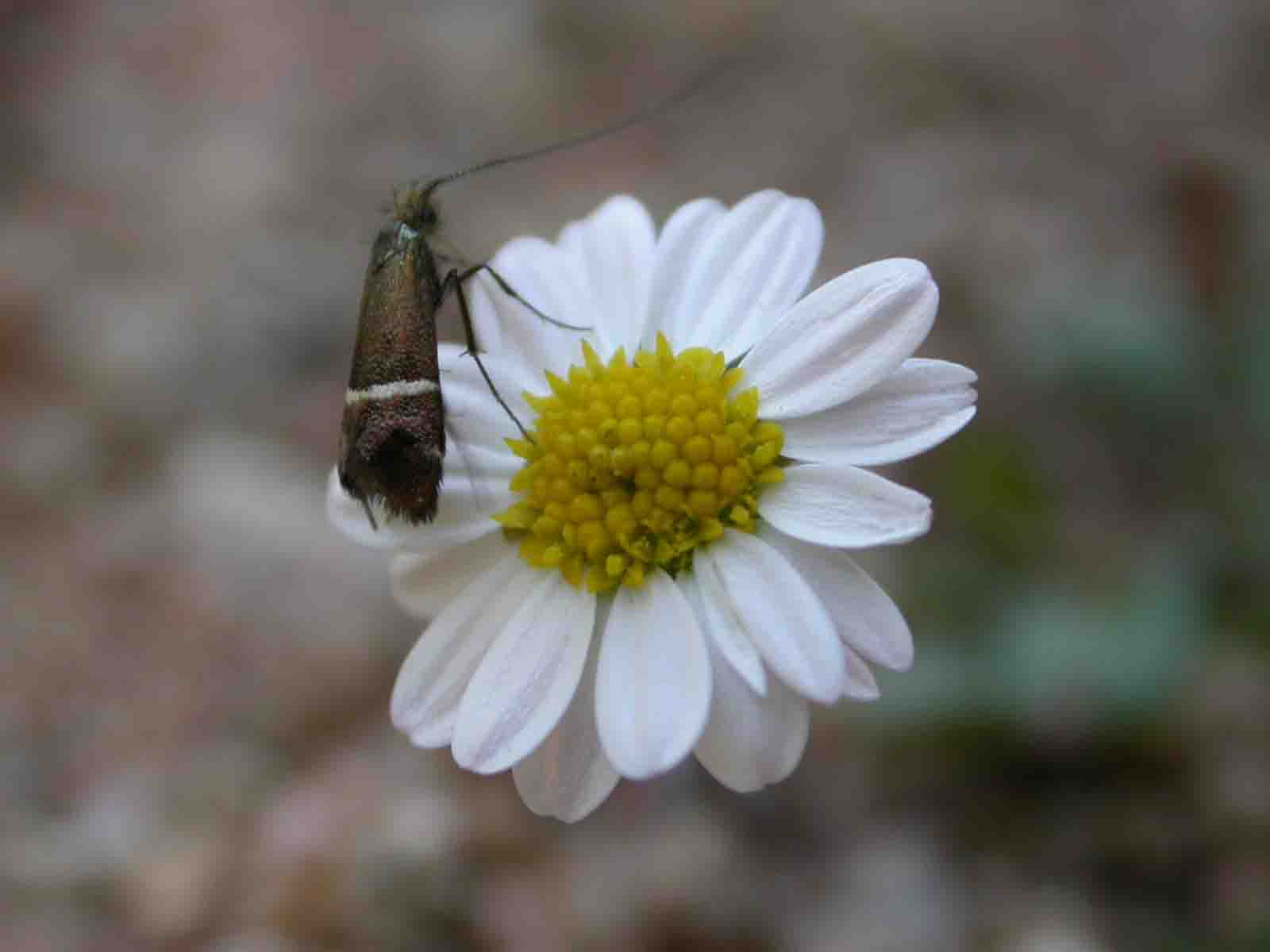 Adela sp.