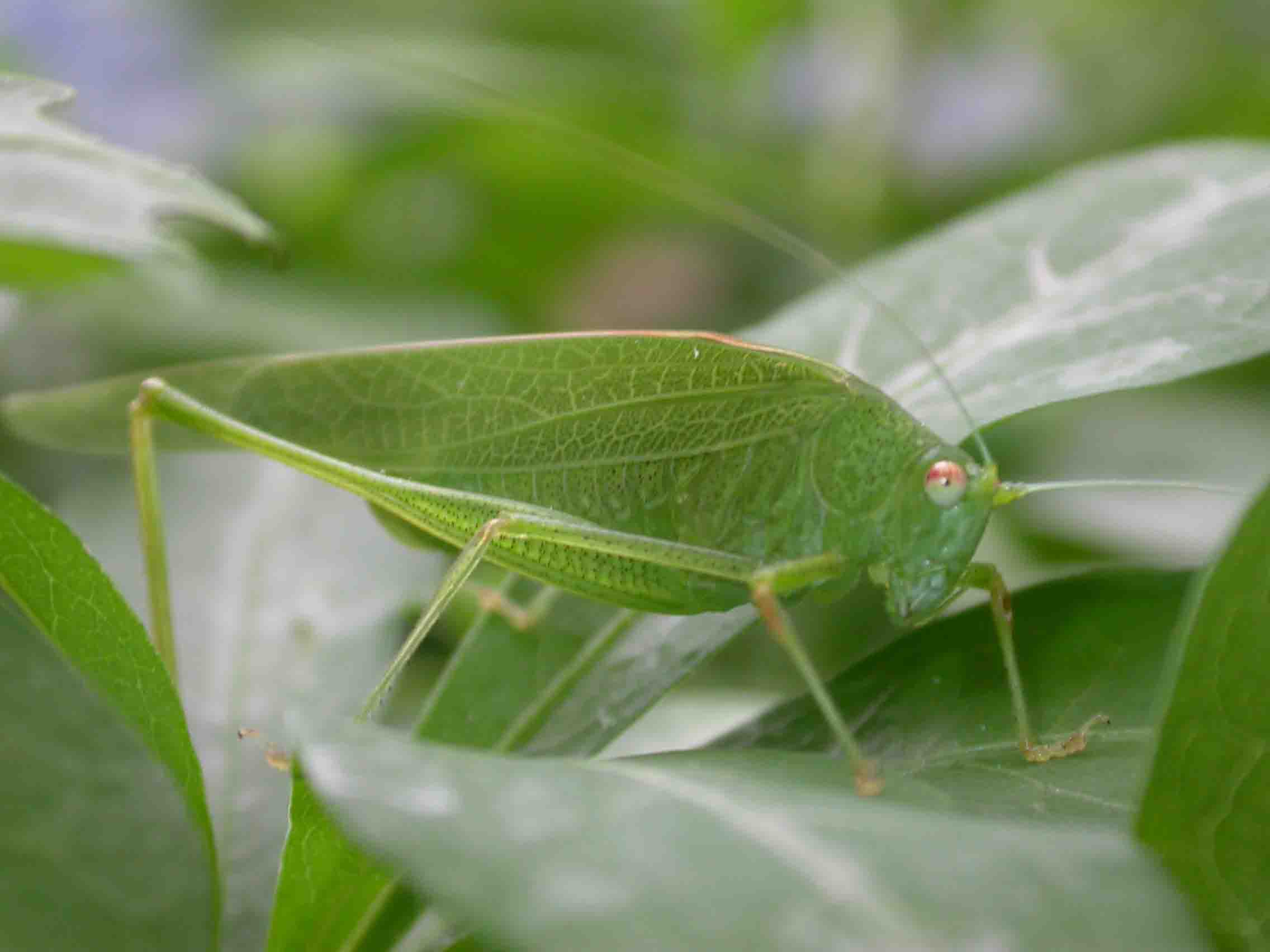 Phaneroptera nana (= quadripunctata)
