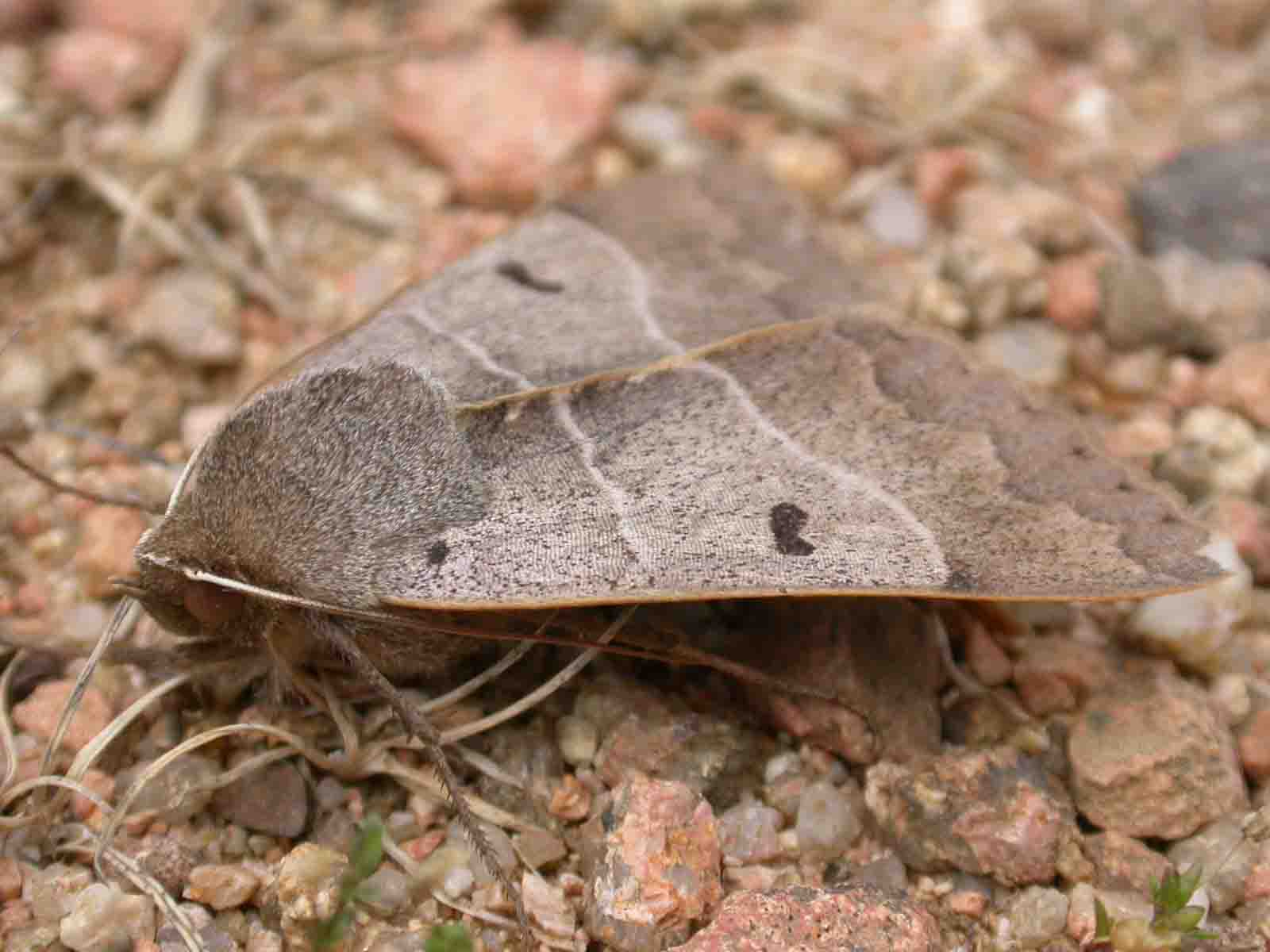 Minucia lunaris