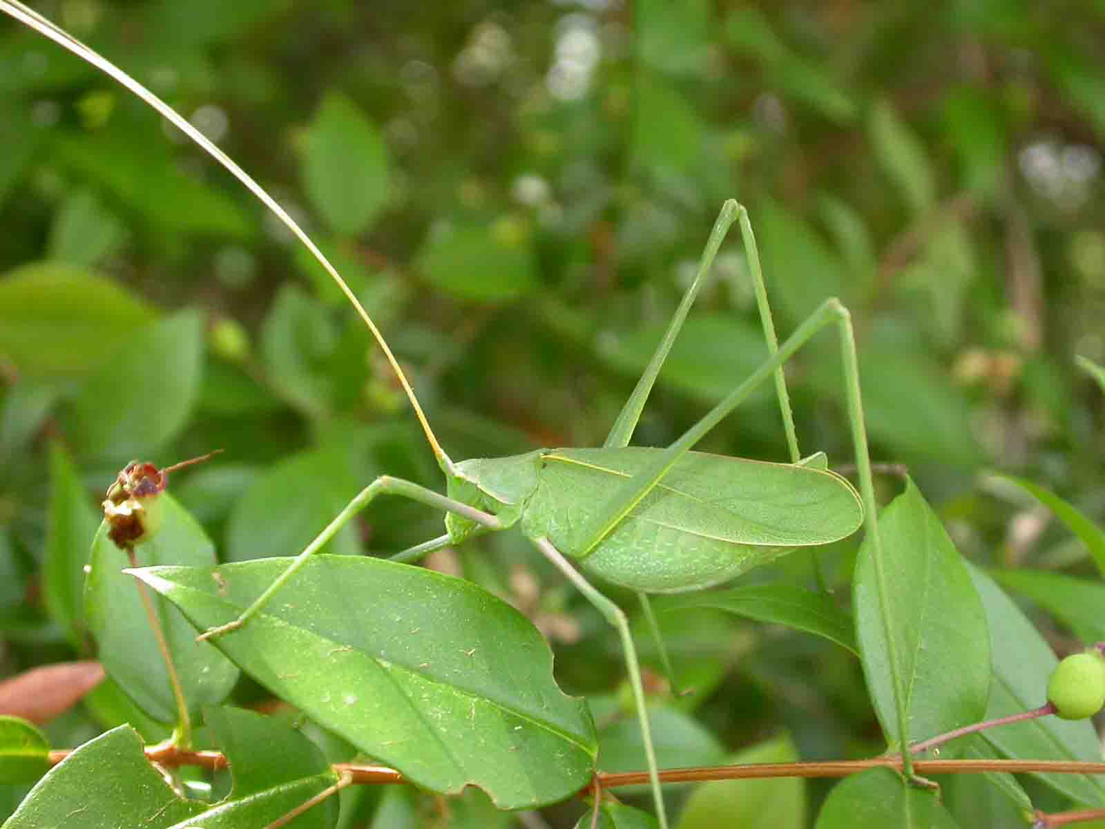 Acrometopa italica (Phaneropteridae)