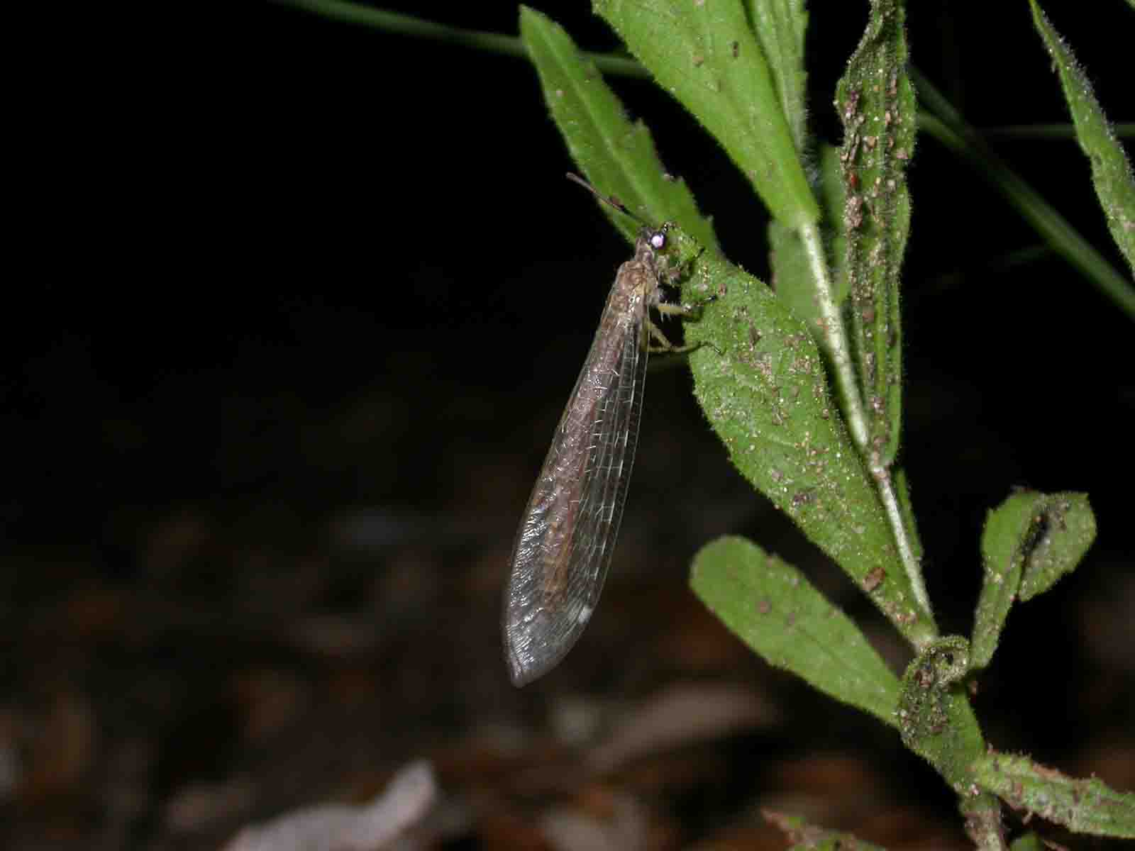 Myrmeleontidae; impossibile arrivare al genere