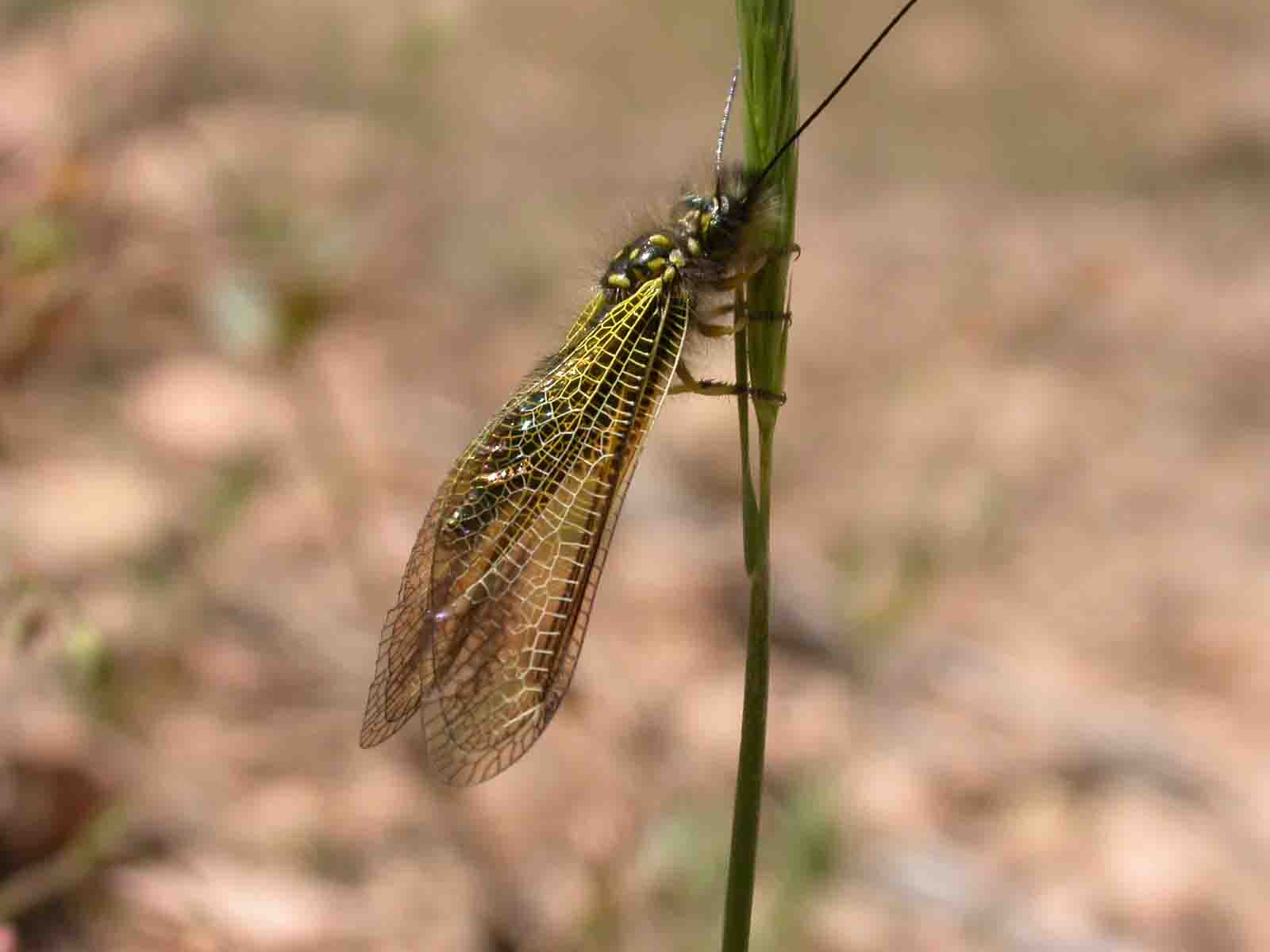 Libelloides corsicus