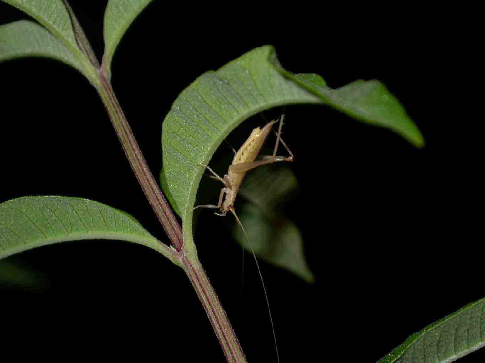 Oechantus sp.