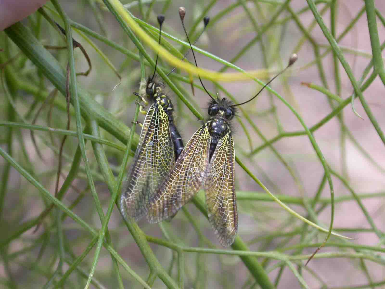 Libelloides corsicus