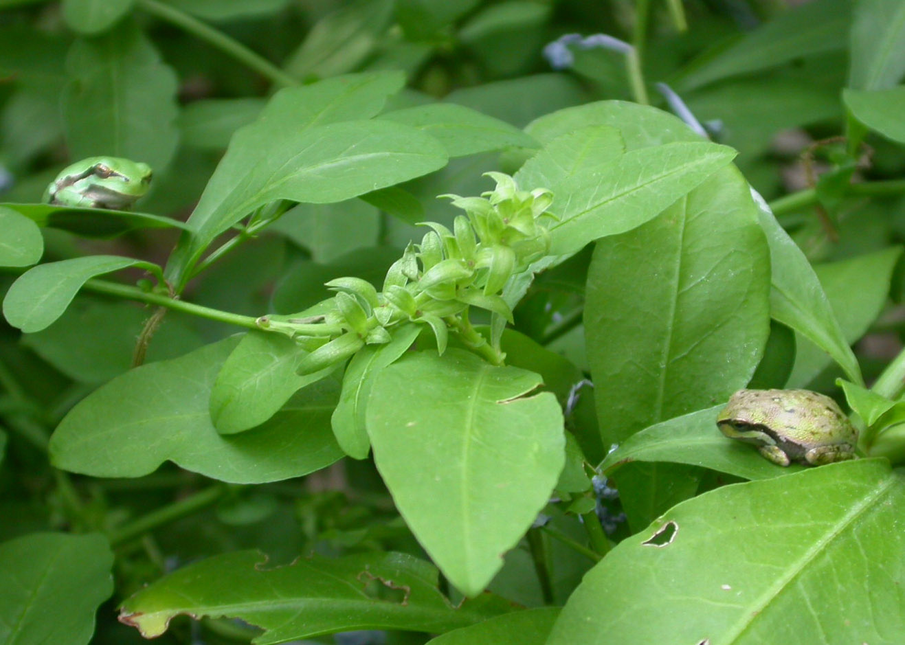 Hyla sarda (varianti cromatiche)