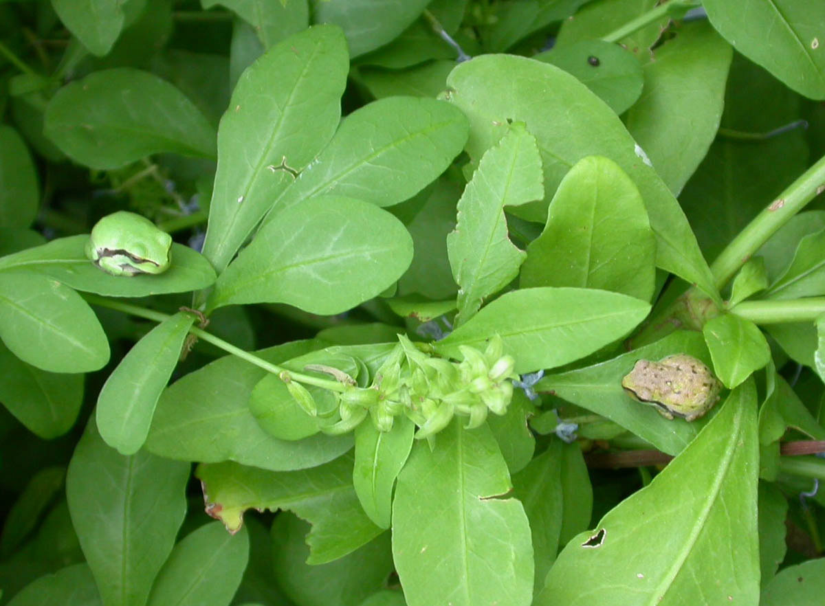 Hyla sarda (varianti cromatiche)