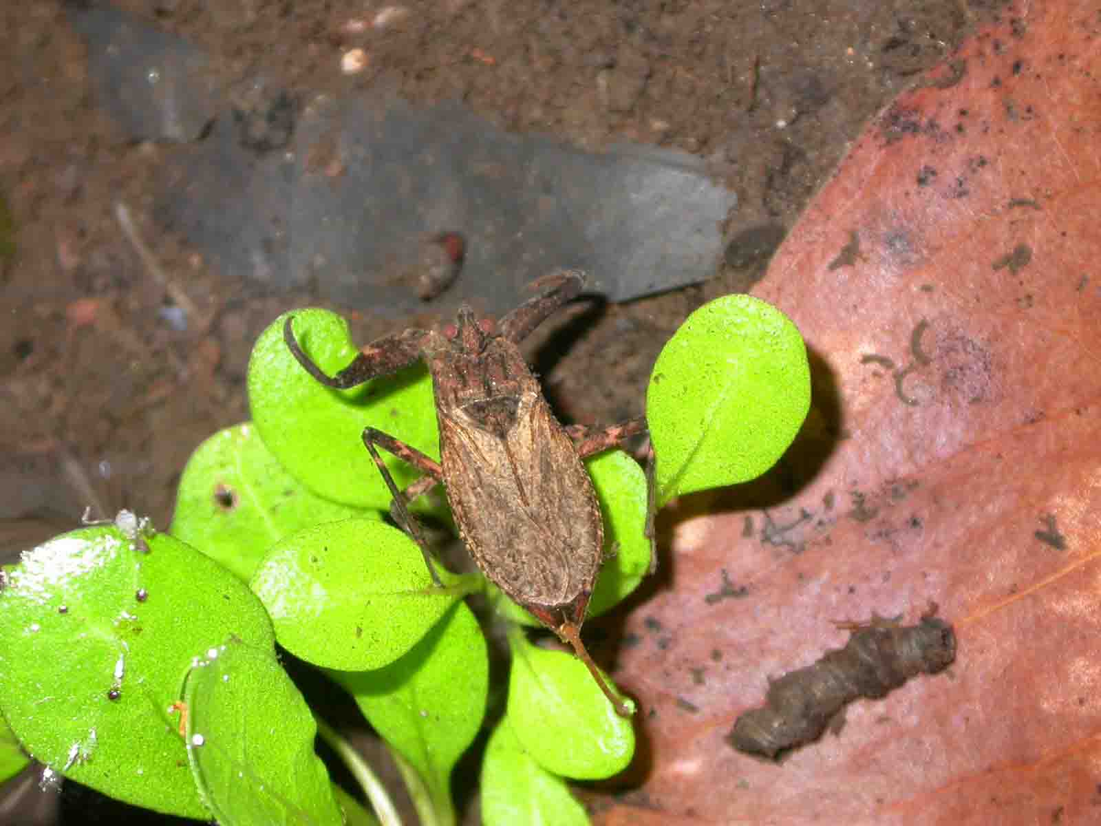 Nepa sp.