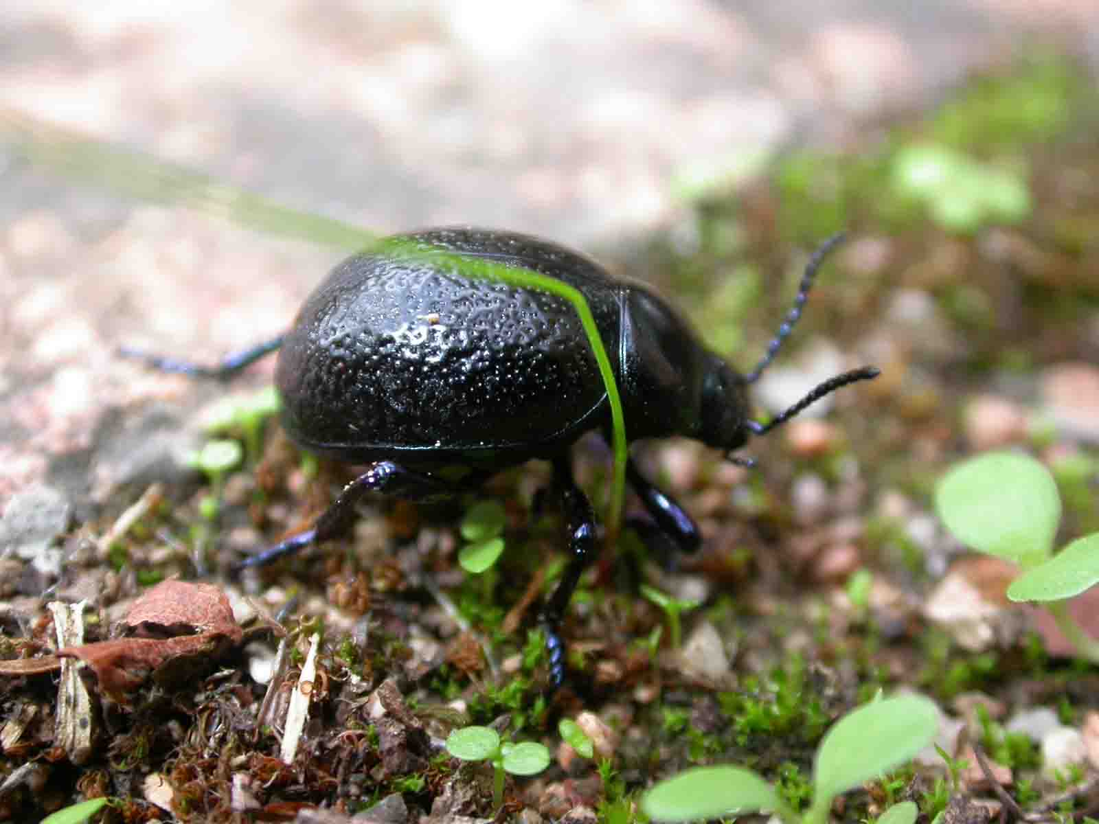 Timarcha sardea (Chrysomelidae)