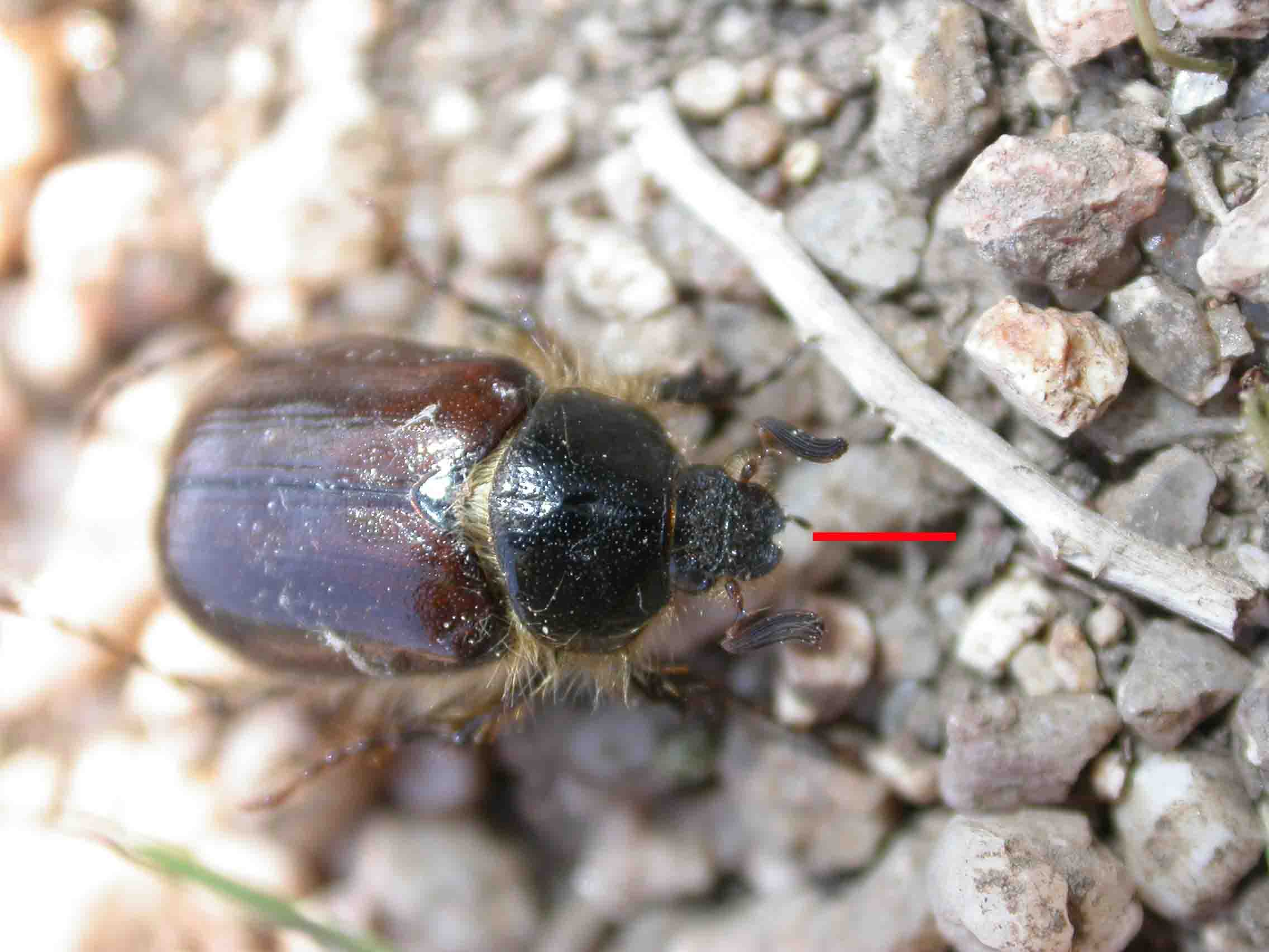 Elaphocera emarginata e erichsoni