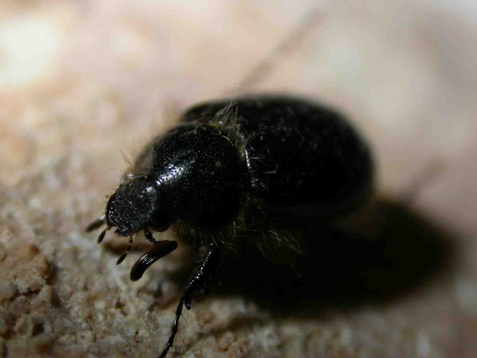 Elaphocera emarginata