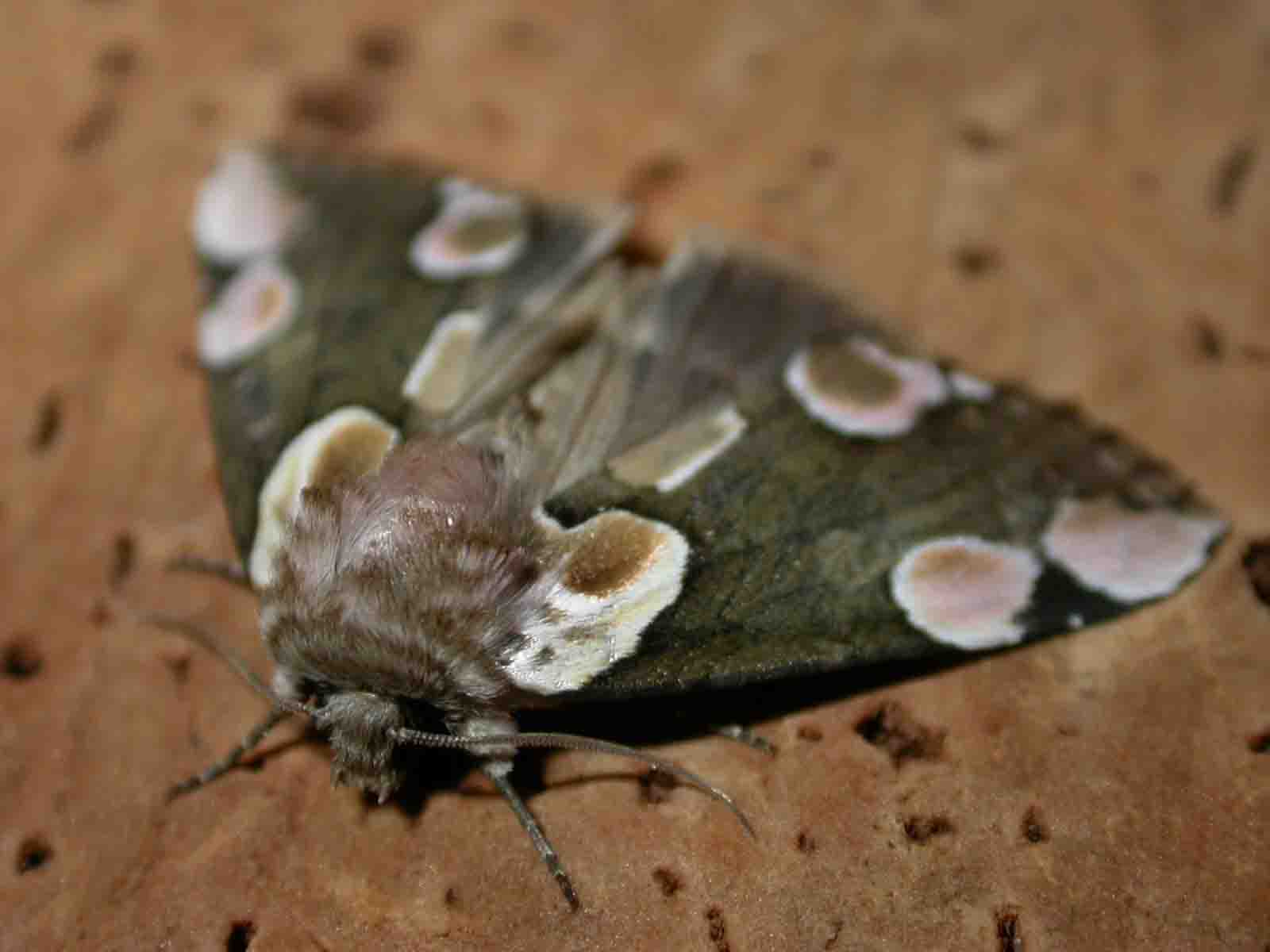 Thyatira batis