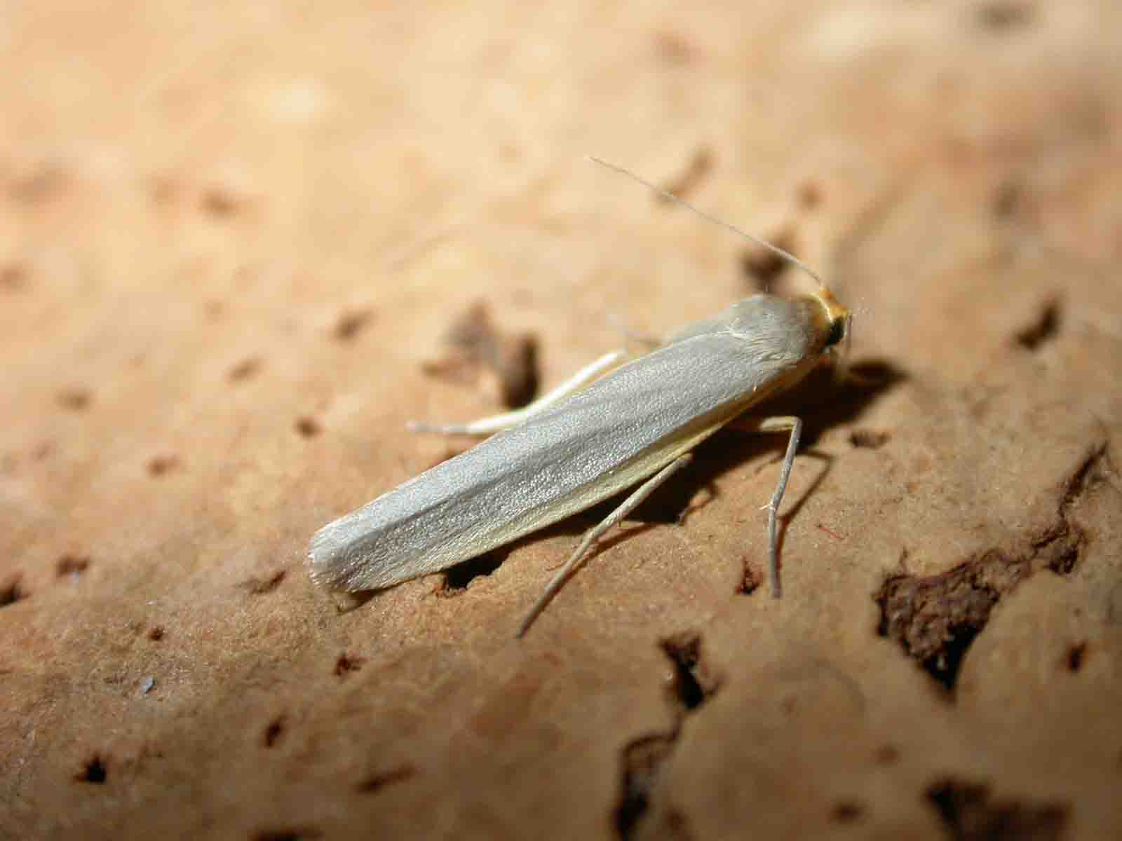 Eilema caniola
