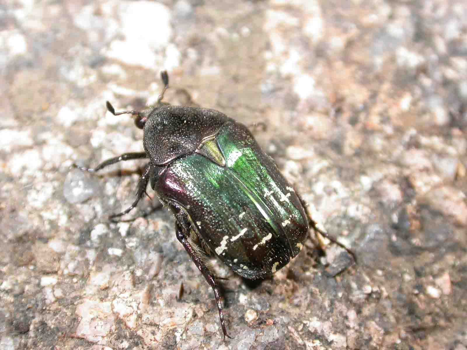 Cetonia carthami