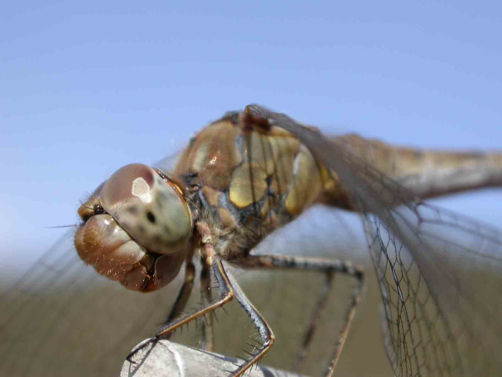 Sympetrum striolatum