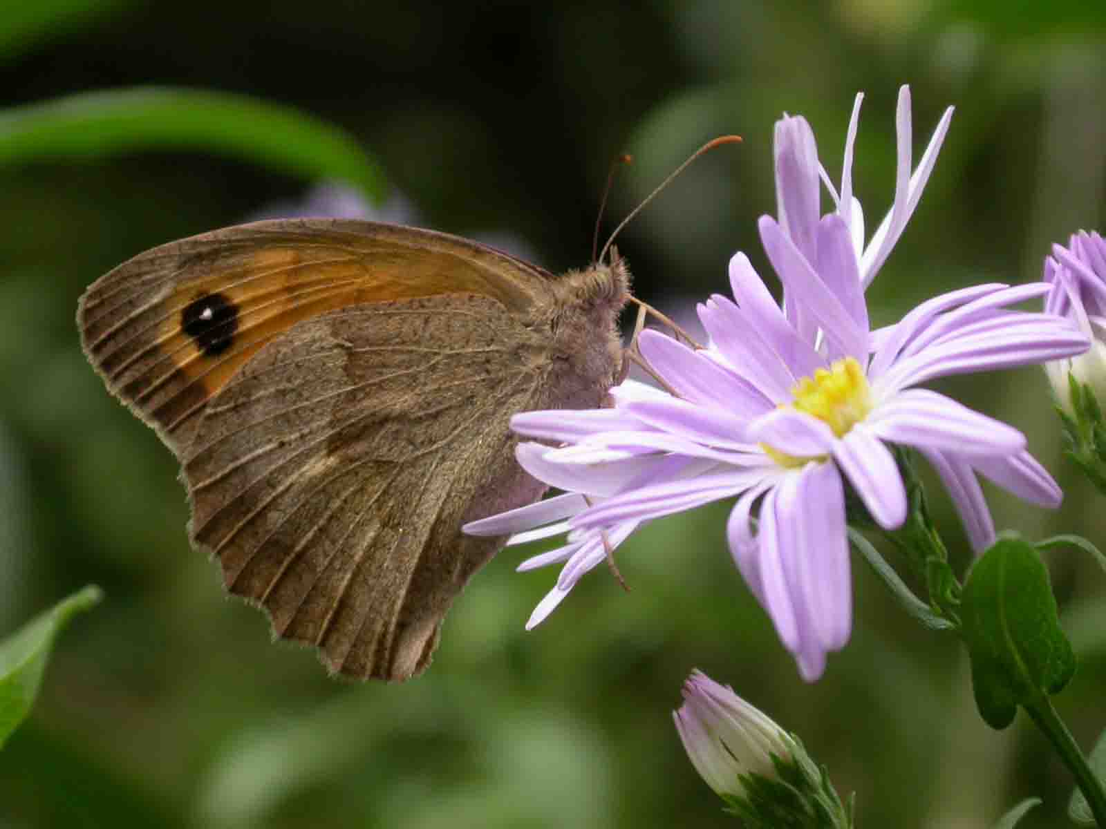 Maniola jurtina