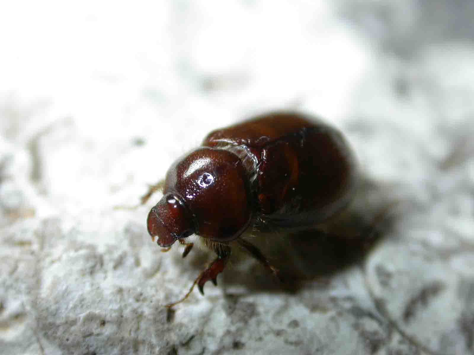 Elaphocera emarginata femmina