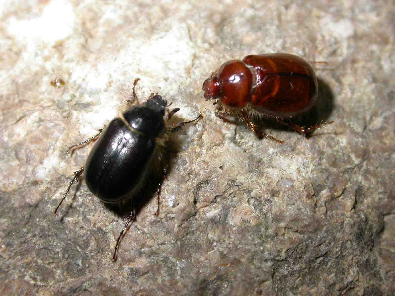 Elaphocera emarginata, coppia