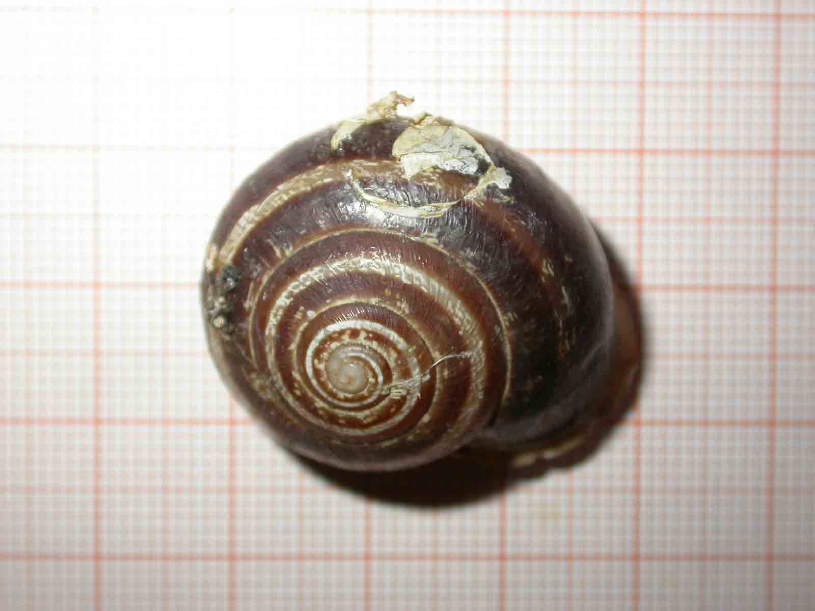 Eobania vermiculata?