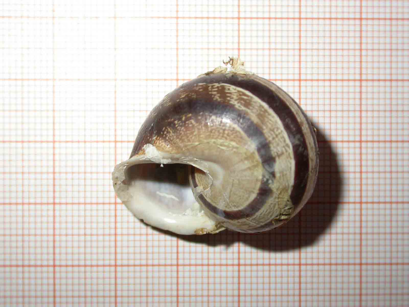 Eobania vermiculata?